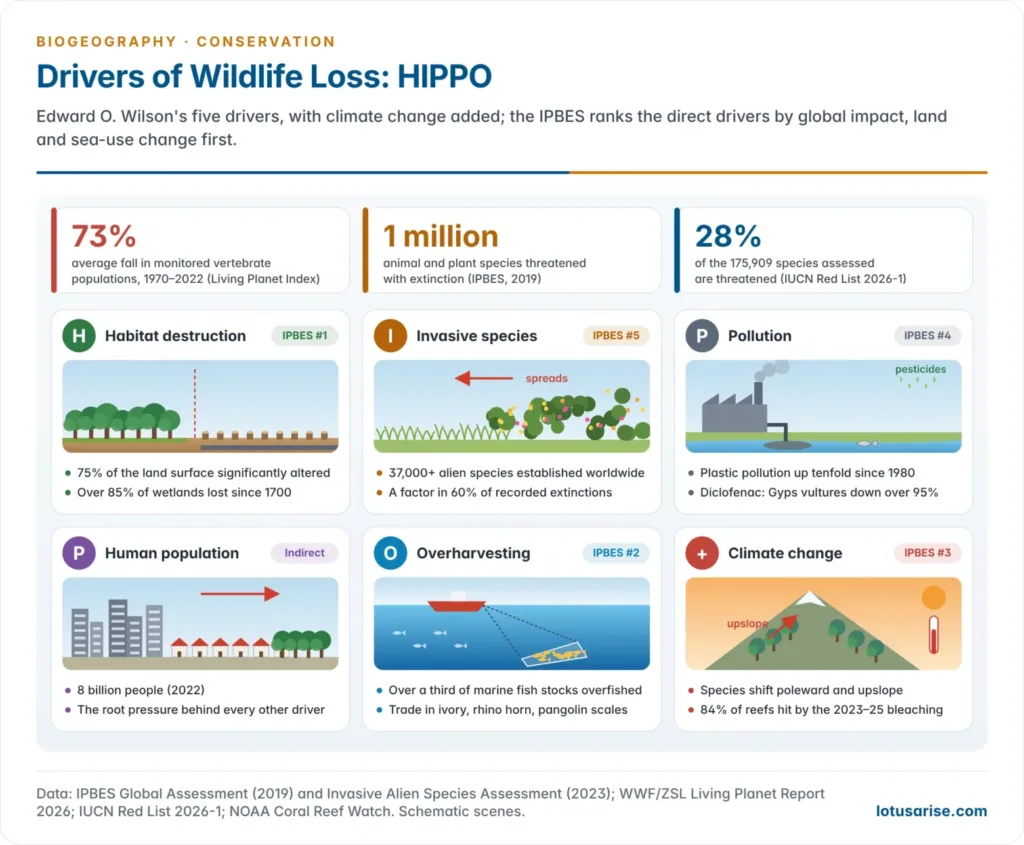 The five HIPPO drivers of wildlife loss, habitat destruction, invasive species, pollution, human population and overharvesting, each with a headline figure, ranked against the IPBES order of global impact and set beside the Living Planet Index decline