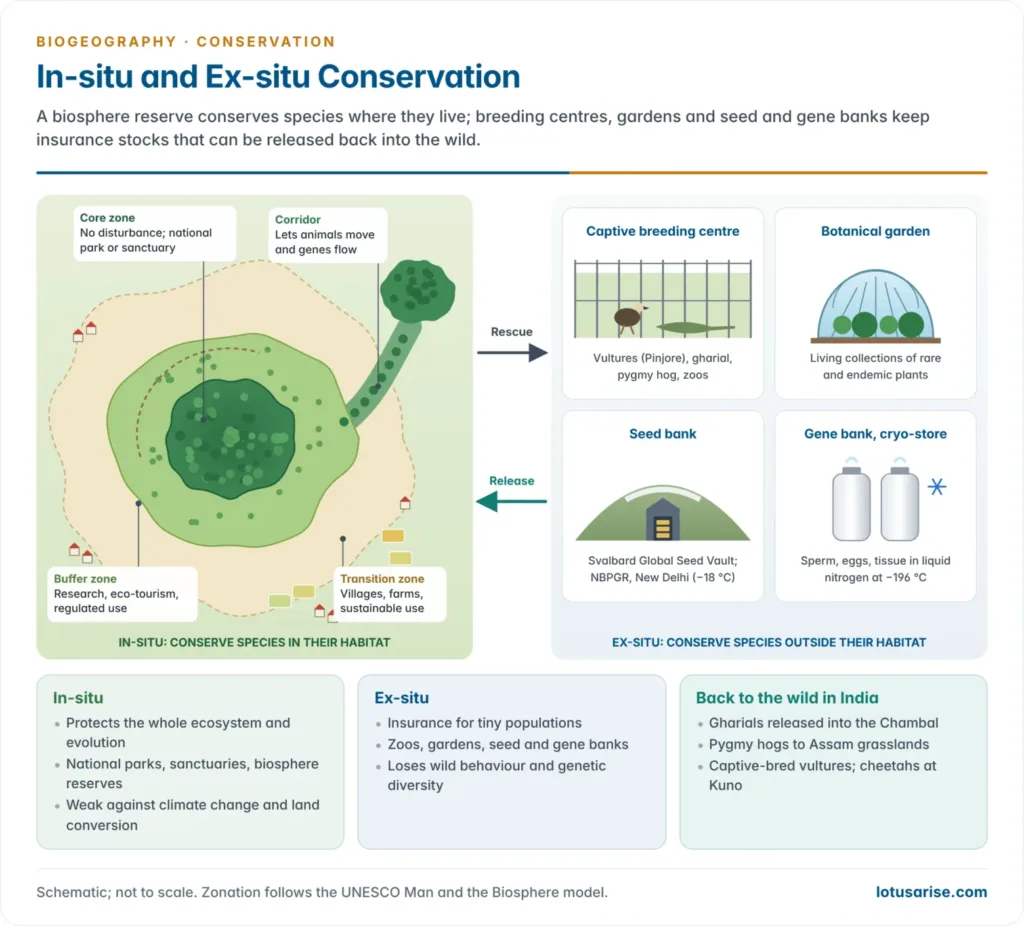 Side-by-side comparison of in-situ conservation, a biosphere reserve with core, buffer and transition zones and a corridor in a natural landscape, and ex-situ conservation, with a zoo breeding centre, botanical garden, seed bank and gene bank, linked by an arrow for reintroduction