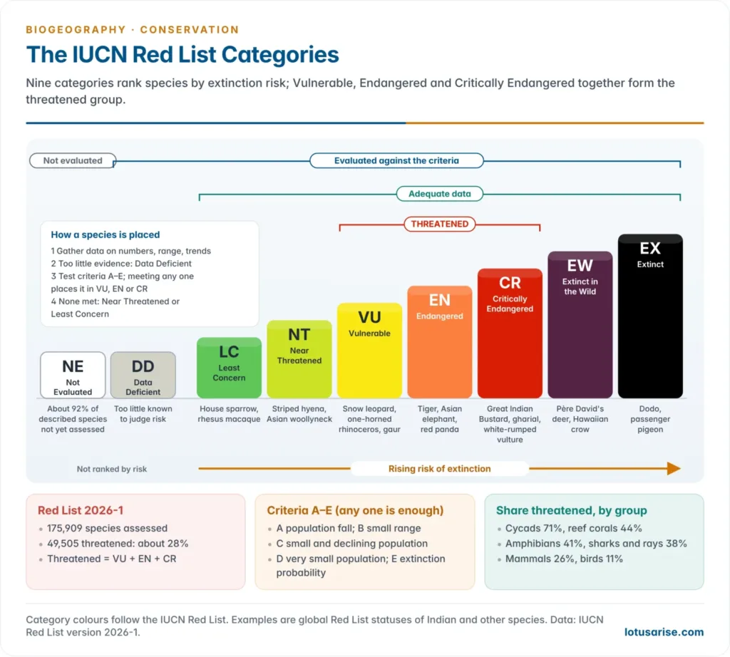 The IUCN Red List ladder from Not Evaluated and Data Deficient through Least Concern and Near Threatened to Vulnerable, Endangered and Critically Endangered, then Extinct in the Wild and Extinct, with the threatened group bracketed and Indian example species