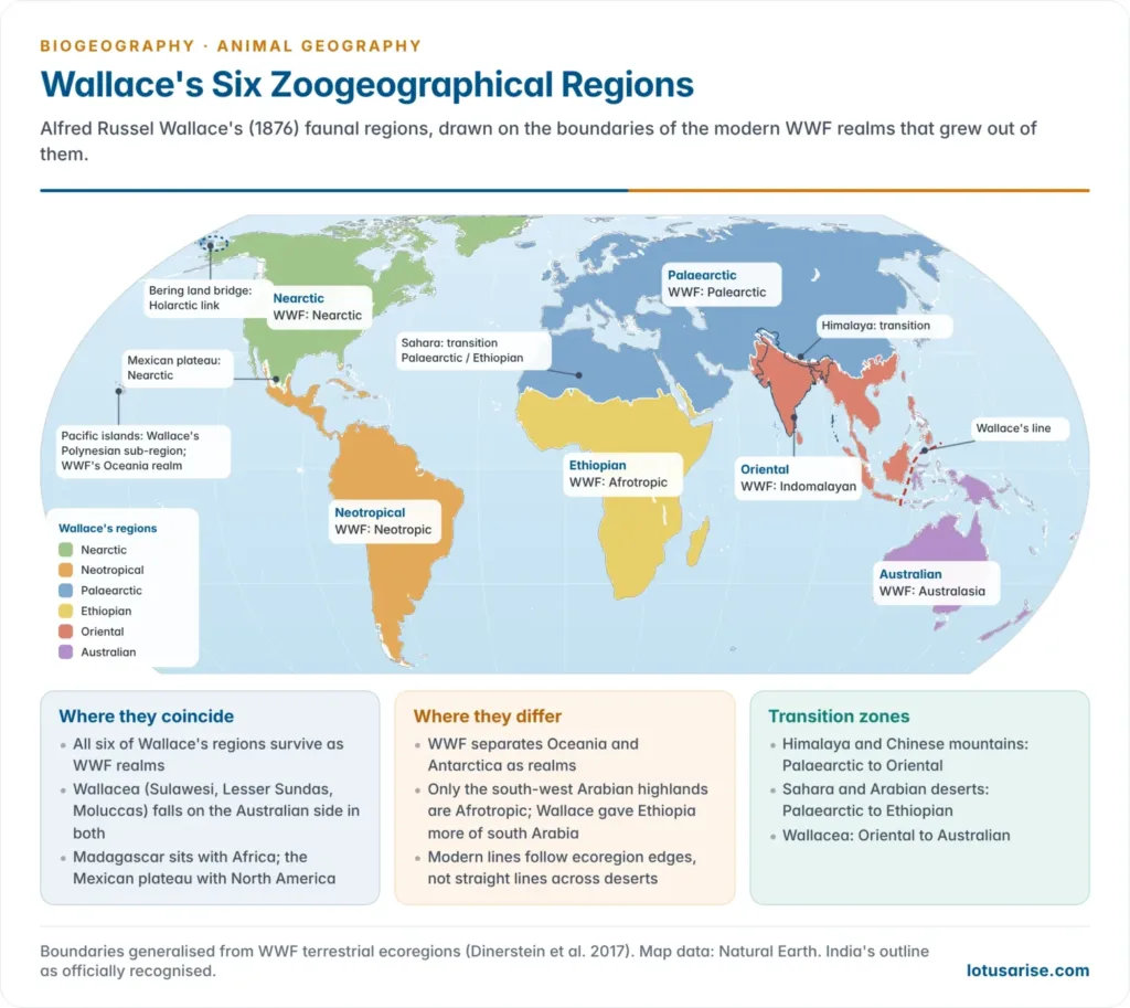 World map of Alfred Russel Wallace's six zoogeographical regions drawn on WWF realm boundaries, with Wallace's line, the Bering land bridge, the main transition zones and the differences from the modern realms marked
