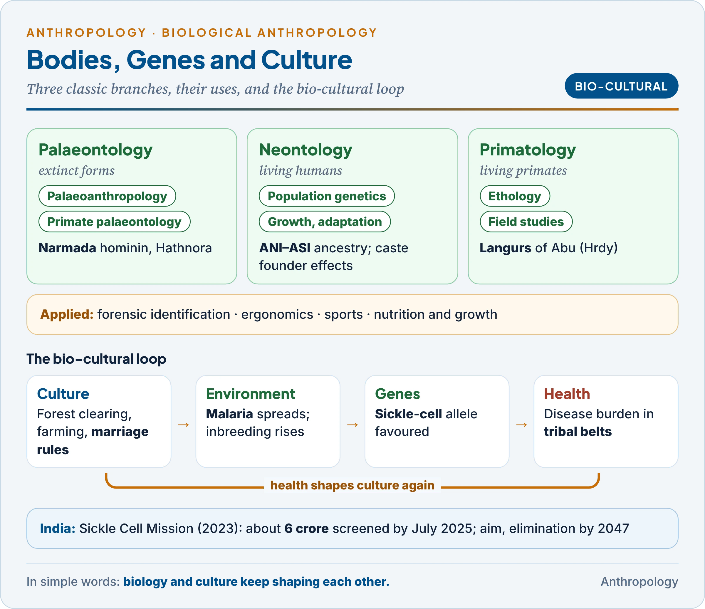 Biological anthropology: palaeontology, neontology and primatology, their sub-fields, applied uses and the bio-cultural loop with Indian examples