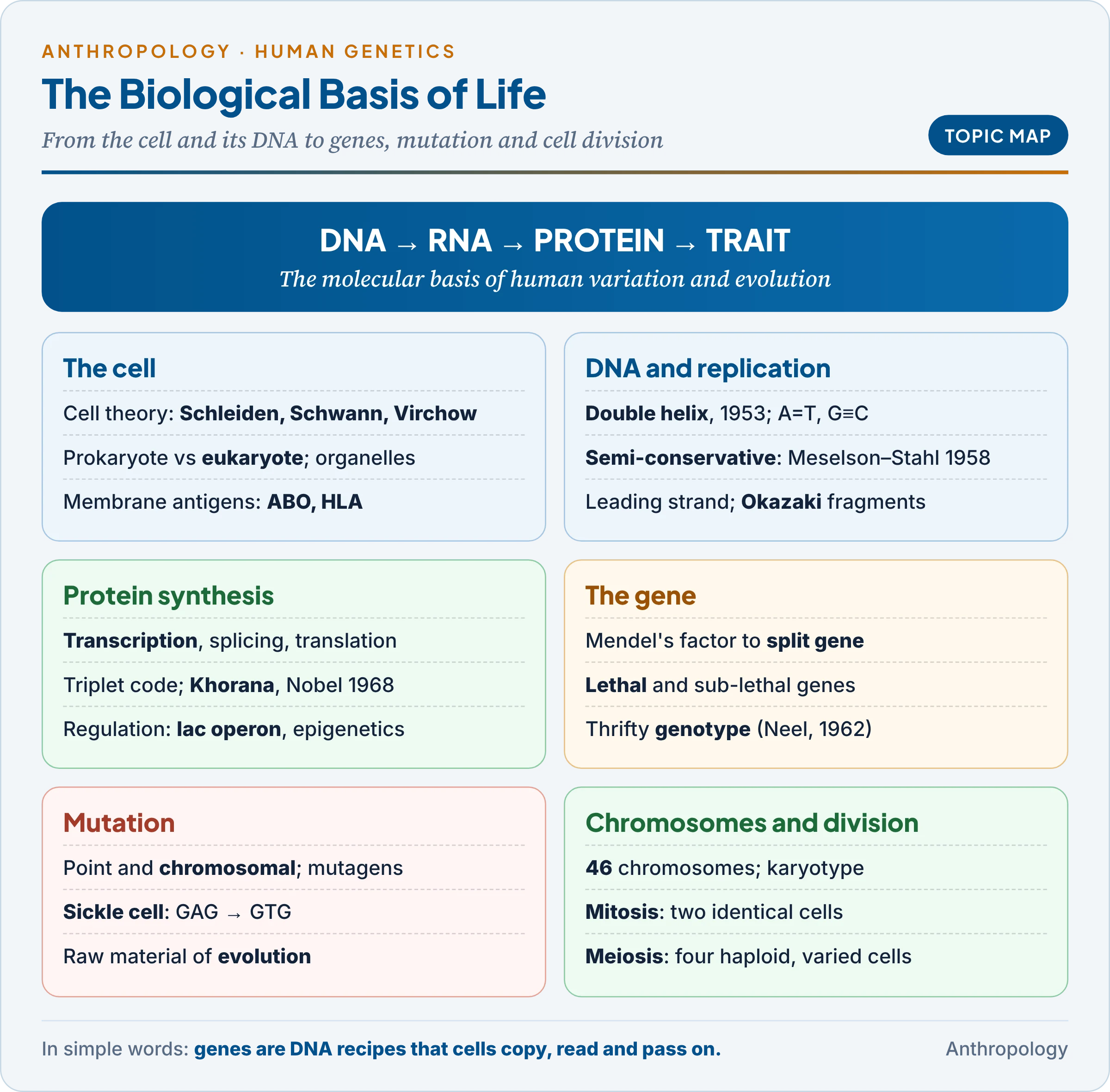 Topic map: the cell, DNA structure and replication, protein synthesis and gene expression, the gene, mutation, chromosomes and cell division, with their uses in anthropology