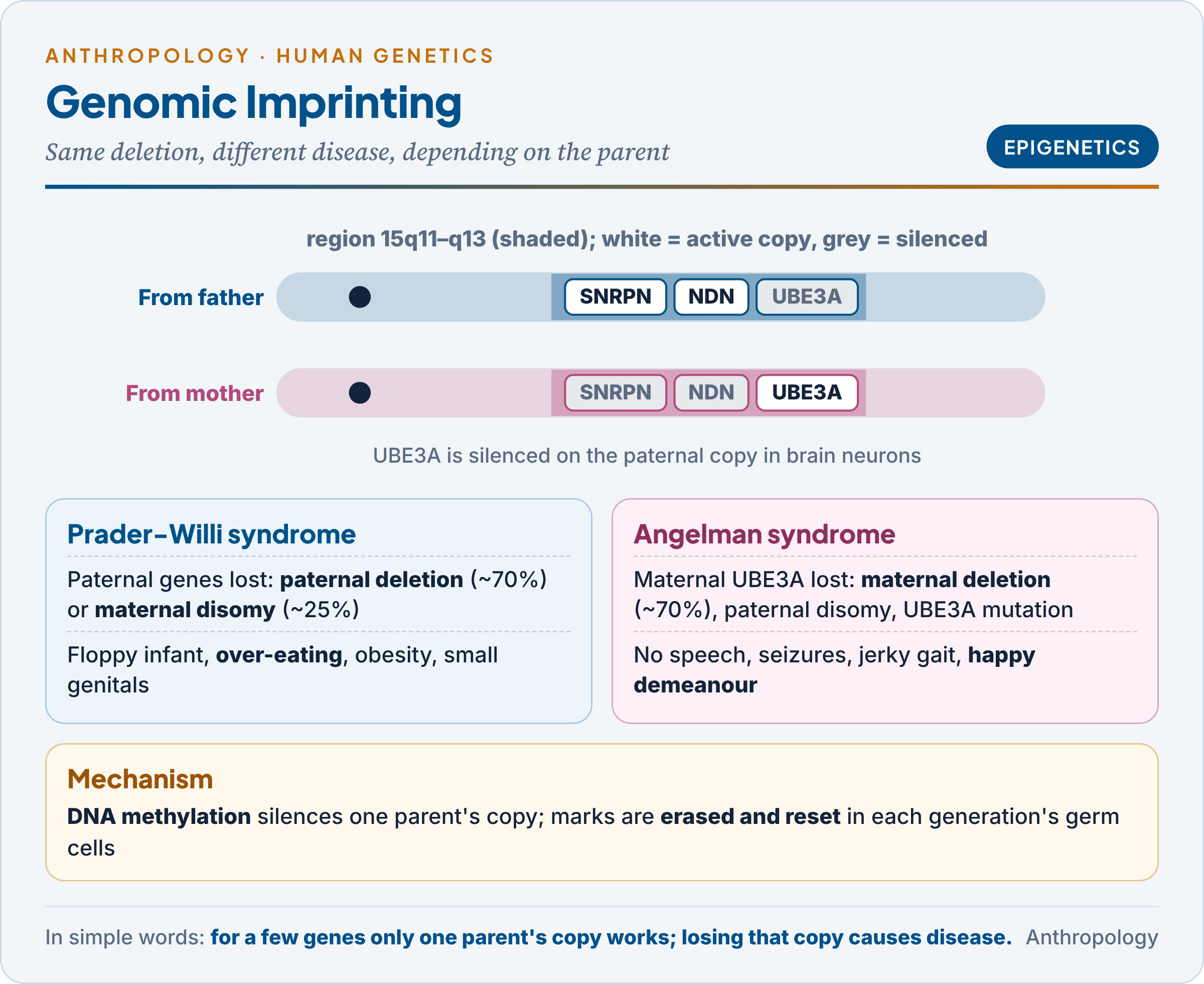 Genomic imprinting on chromosome 15q11–q13: paternal and maternal expressed genes, and how a paternal deletion gives Prader-Willi syndrome and a maternal deletion gives Angelman syndrome