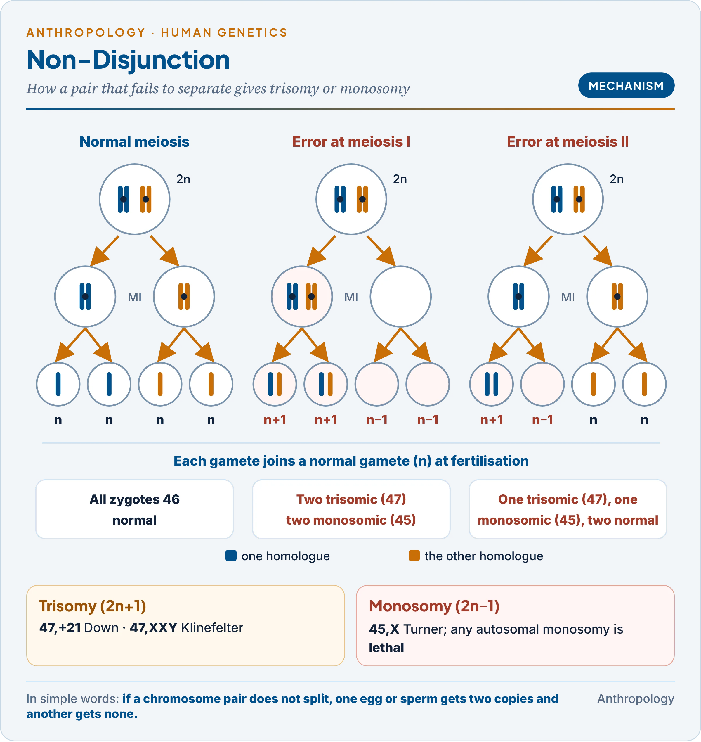 Non-disjunction in meiosis I and meiosis II: normal segregation, the gametes produced by each error, and the trisomic and monosomic zygotes after fertilisation with a normal gamete