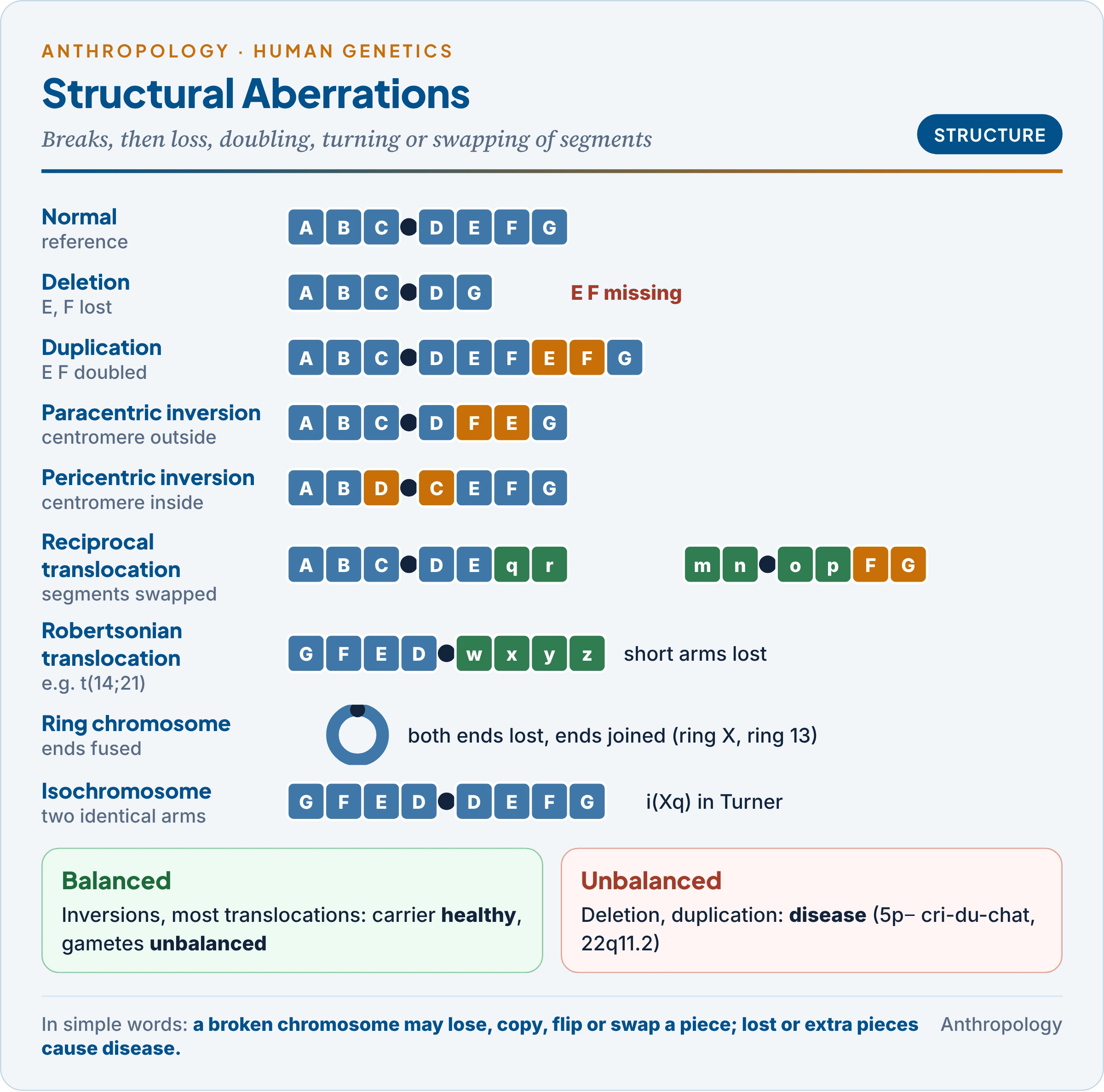 Structural aberrations drawn on lettered chromosomes: deletion, duplication, paracentric and pericentric inversion, reciprocal and Robertsonian translocation, ring and isochromosome