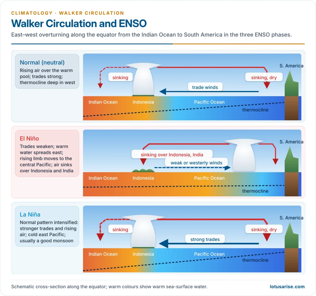 Walker circulation along the equatorial Pacific in normal, El Niño and La Niña conditions
