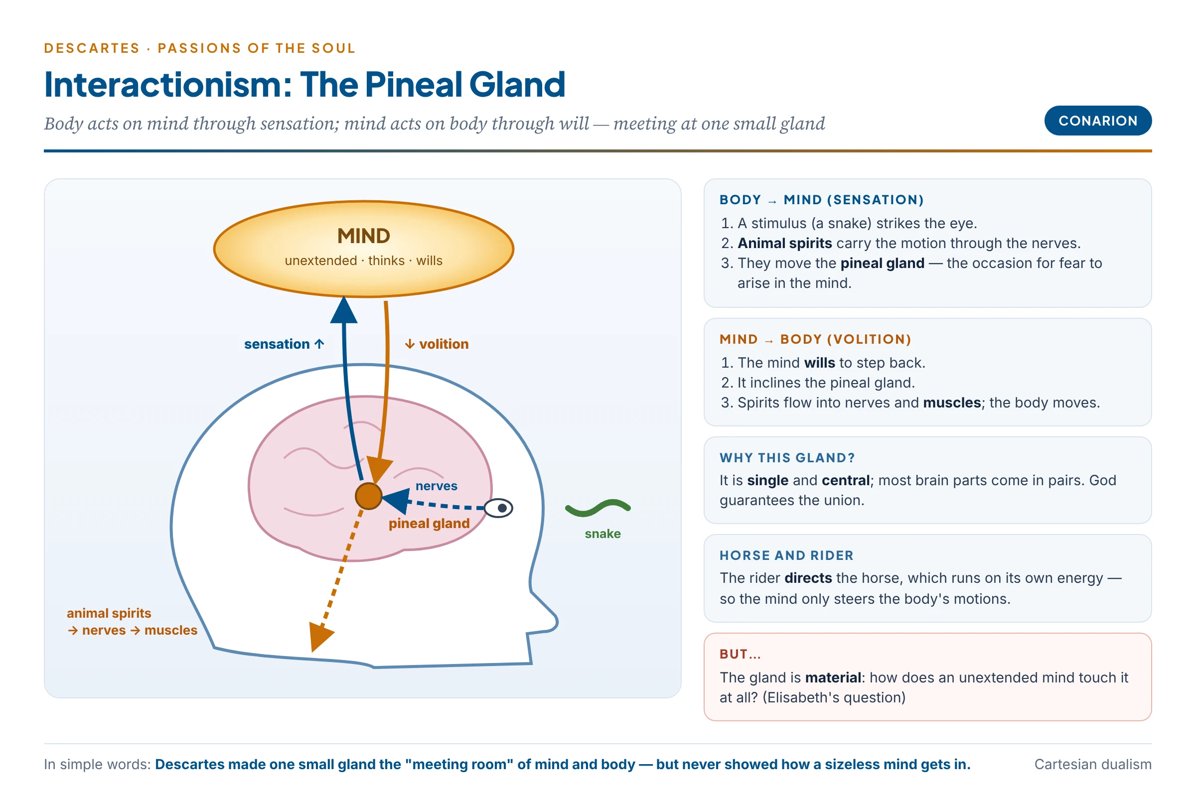 Cartesian interactionism: a stimulus moves the animal spirits to the pineal gland, where the body affects the mind as sensation and the mind moves the body by volition — with the horse-and-rider analogy