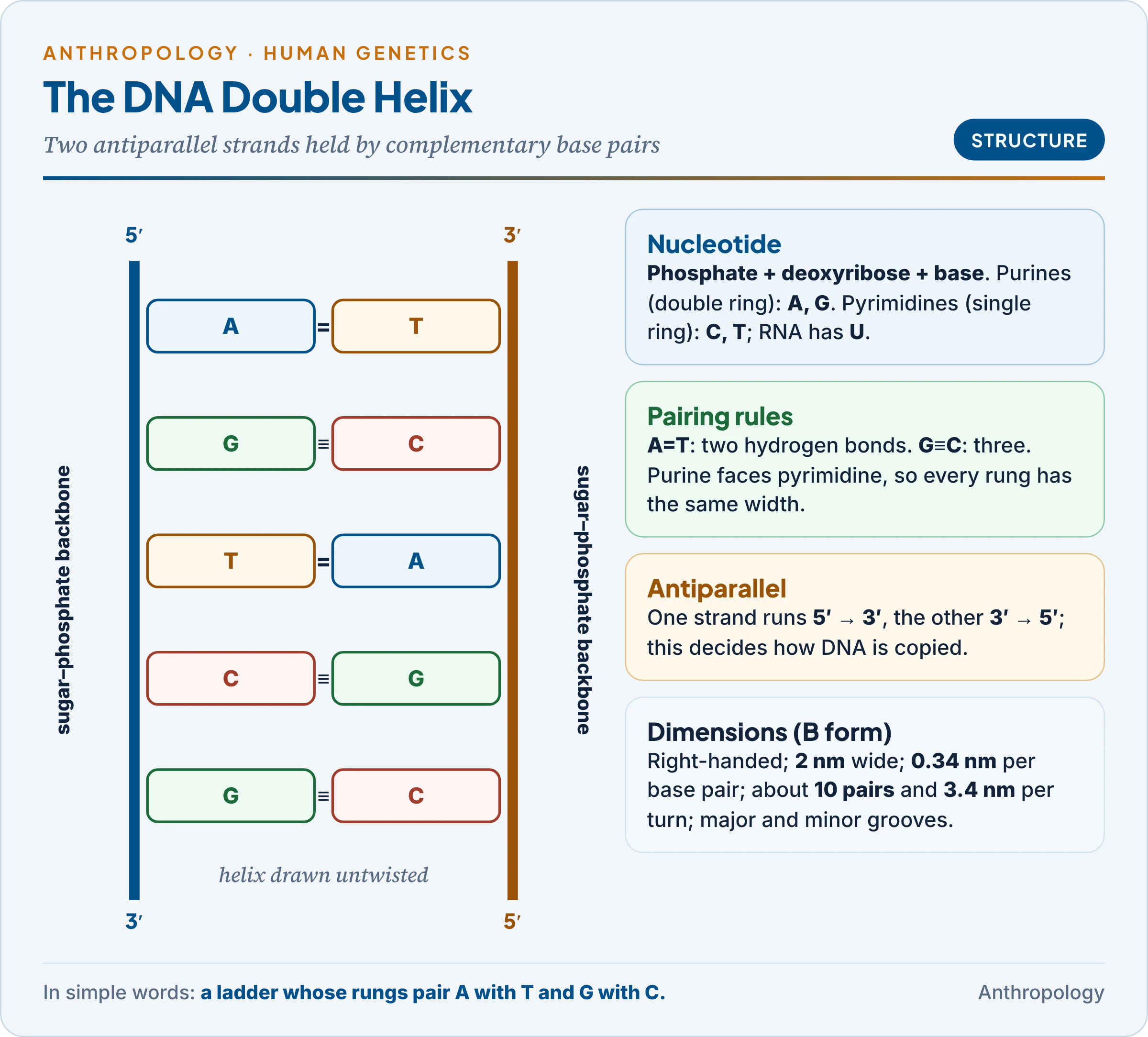 DNA structure: a nucleotide, the antiparallel double helix with A–T and G–C pairs, purines and pyrimidines, and the dimensions of the helix