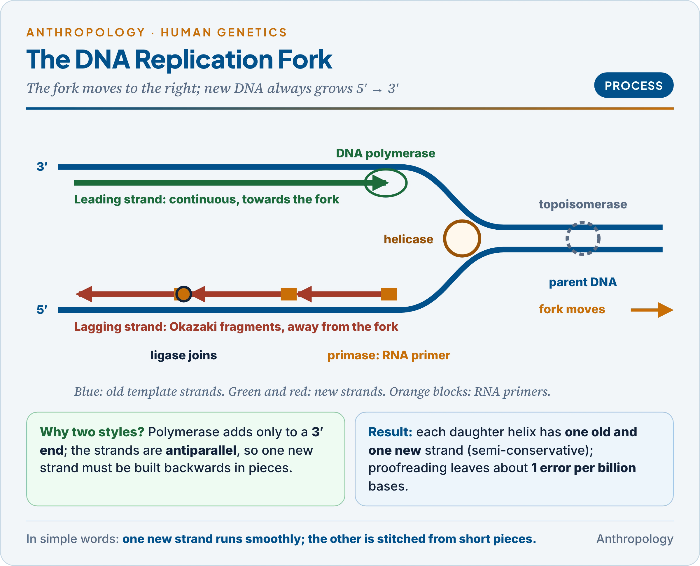 DNA replication fork: helicase, primase, leading strand made continuously, lagging strand made as Okazaki fragments, polymerase and ligase