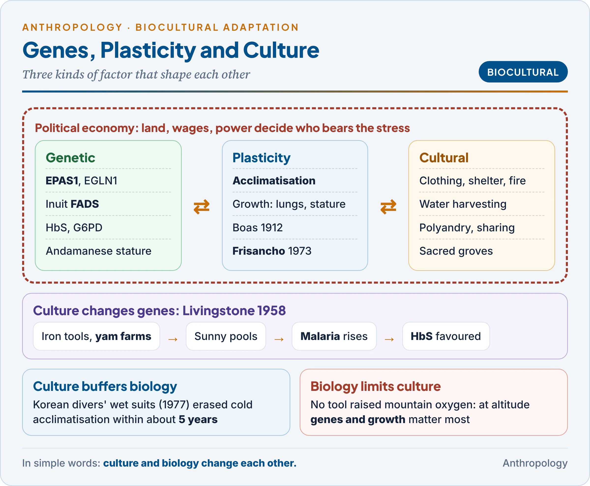 Biocultural adaptation as a loop: genetic factors, physiological and developmental plasticity, and cultural responses linked by feedback, with the yam, malaria and sickle-cell example, the Inuit parka and FADS genes, and political economy framing who bears the stress