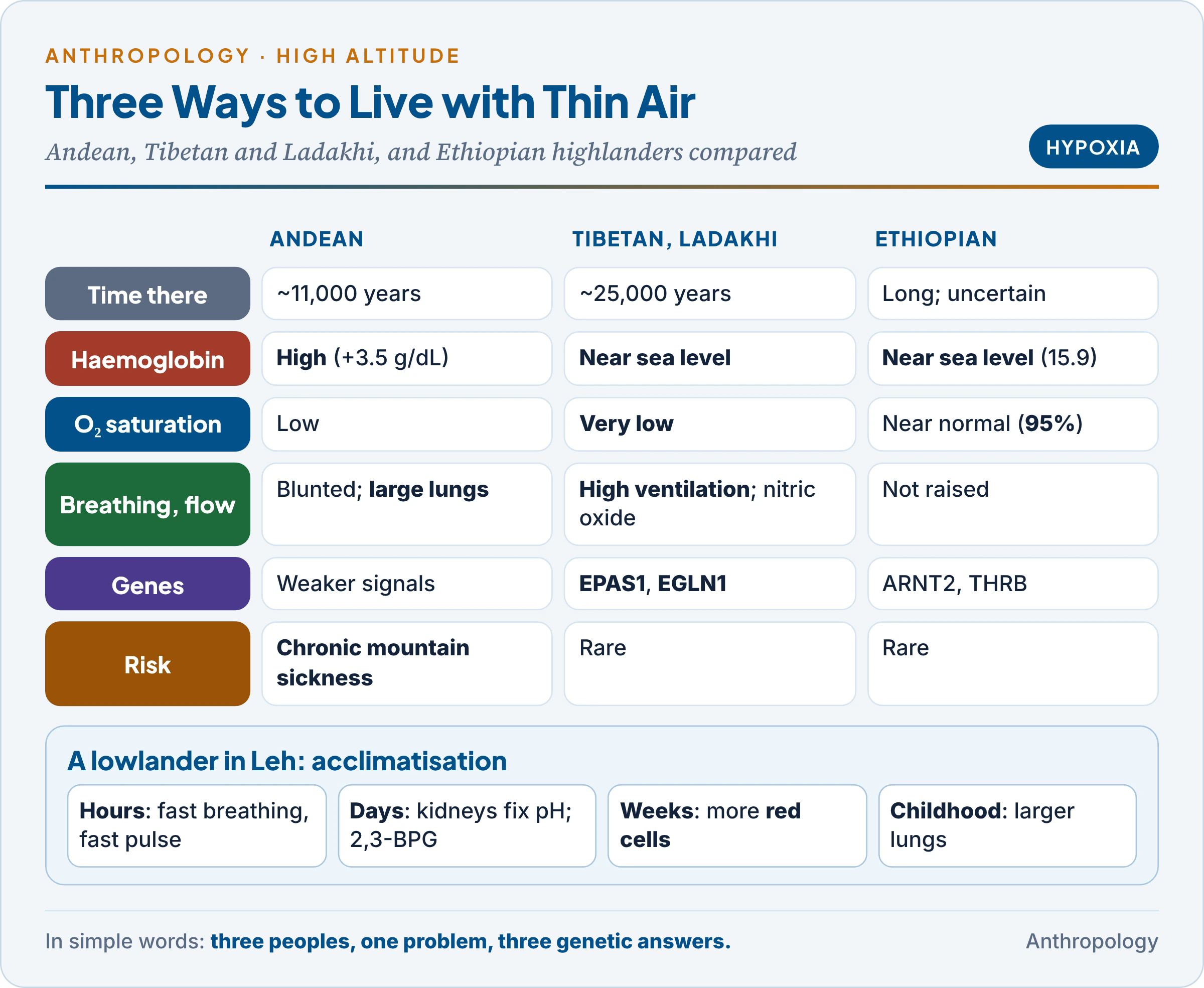 Three patterns of high-altitude adaptation: Andean, Tibetan and Ladakhi, and Ethiopian highlanders compared on haemoglobin, oxygen saturation, breathing, blood flow, genes such as EPAS1 and EGLN1, and risk of chronic mountain sickness, with the lowlander's acclimatisation timeline
