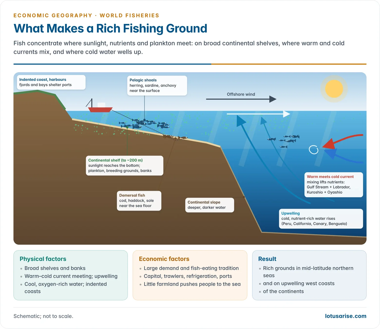 Cross-section of a continental shelf and slope showing sunlight, plankton, upwelling, the meeting of warm and cold currents and the zones of pelagic and demersal fishing.