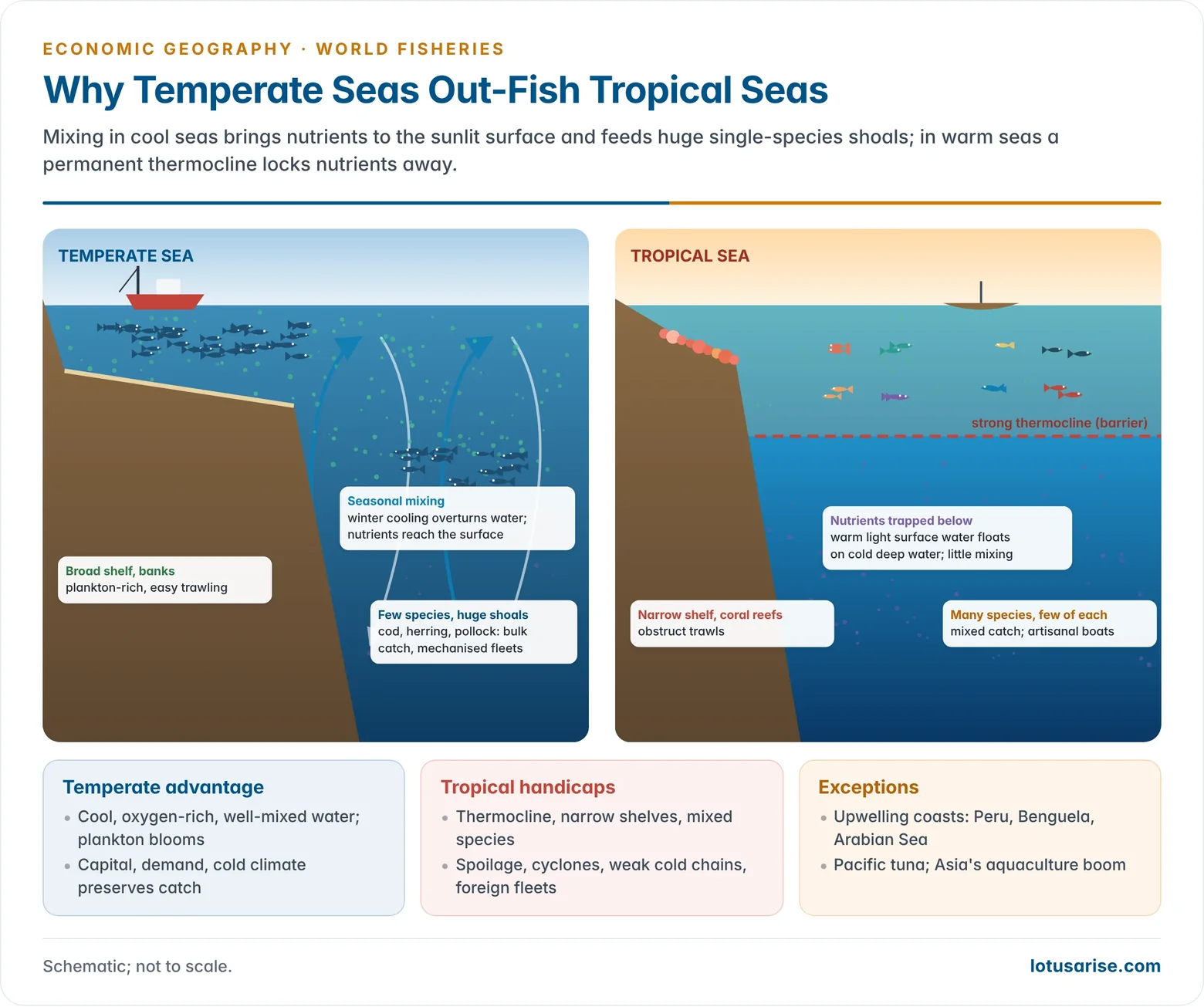 Comparison diagram of a temperate and a tropical ocean column showing mixing, thermocline, plankton and fish shoals.