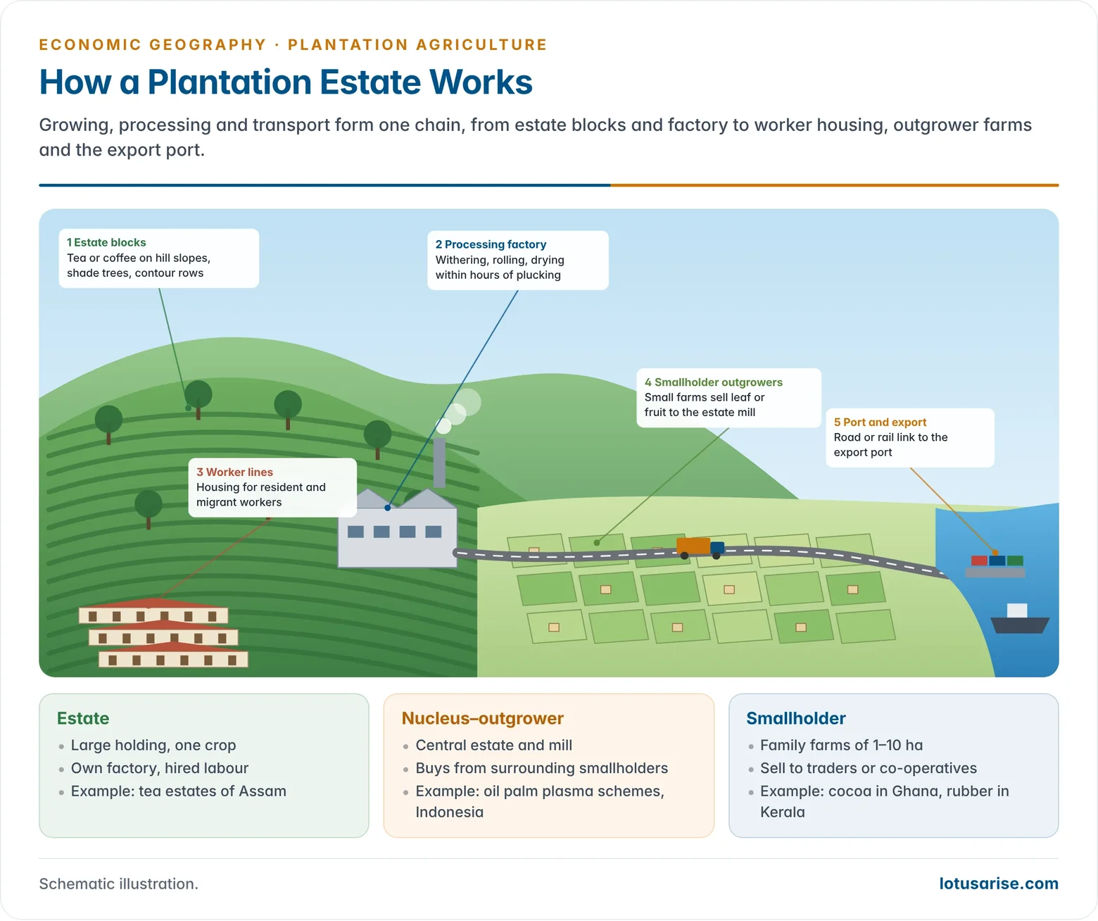 Illustration of a plantation estate system: estate blocks on hill slopes, a processing factory, worker housing, surrounding smallholder outgrowers, and the road and rail link to an export port.