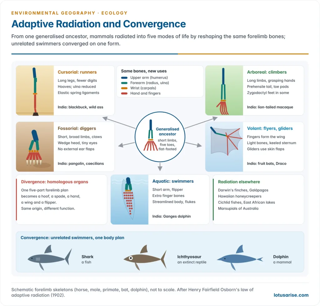 Osborn's adaptive radiation of mammals: a generalised five-toed ancestor at the centre radiating into cursorial, fossorial, arboreal, volant and aquatic forms, each shown in its habitat with its key structural changes and an Indian example, plus a convergence inset of shark, ichthyosaur and dolphin