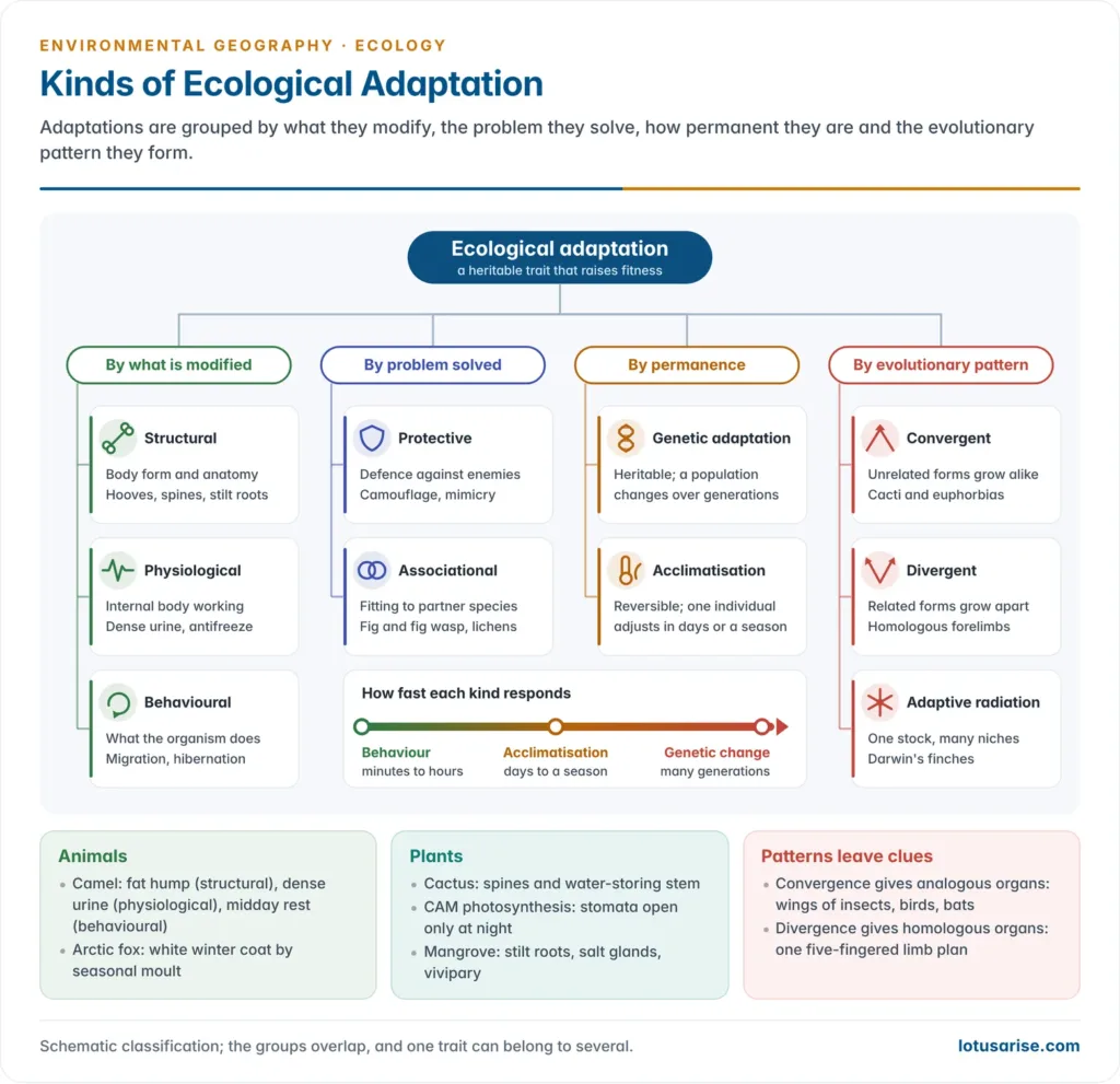 Tree diagram of the kinds of ecological adaptation: structural, physiological and behavioural adaptations by what is modified; protective and associational adaptations by the problem solved; genetic adaptation and acclimatisation by permanence; and convergent, divergent and adaptive radiation as evolutionary patterns, with examples on each branch