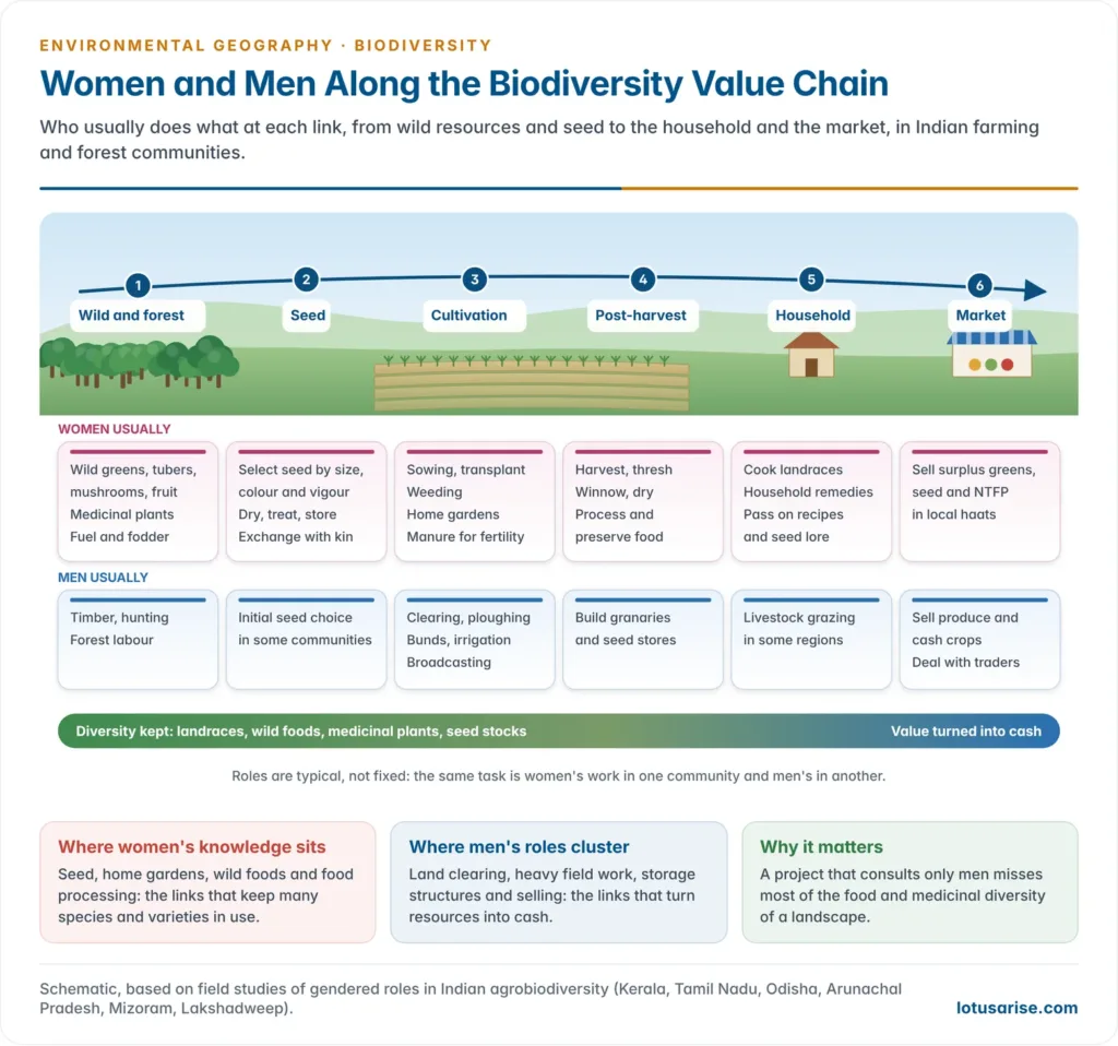 Biodiversity value chain from wild resources and seed to cultivation, post-harvest, household use and market, showing the tasks women and men usually do at each link and where knowledge of diversity is held