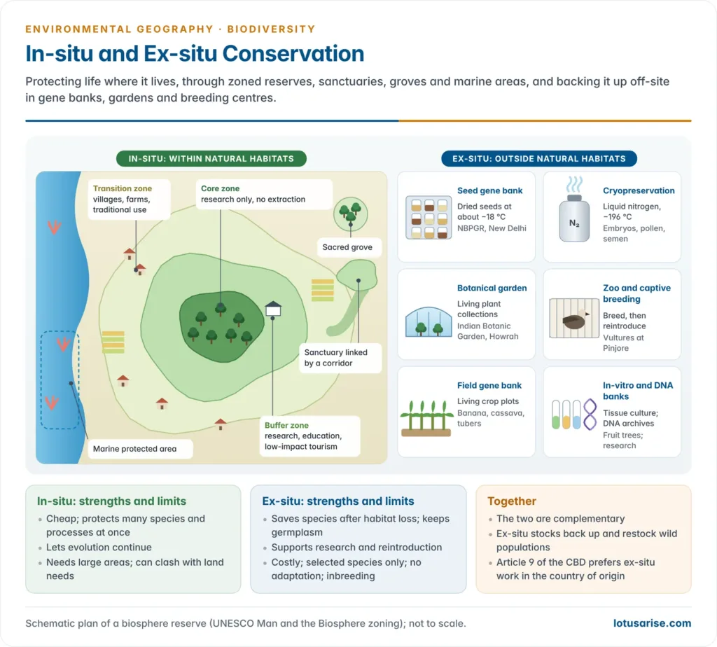 In-situ conservation in a natural landscape with national park, sanctuary, biosphere reserve zones, sacred grove and marine protected area, contrasted with ex-situ facilities such as seed banks, cryopreservation, botanical gardens and zoos