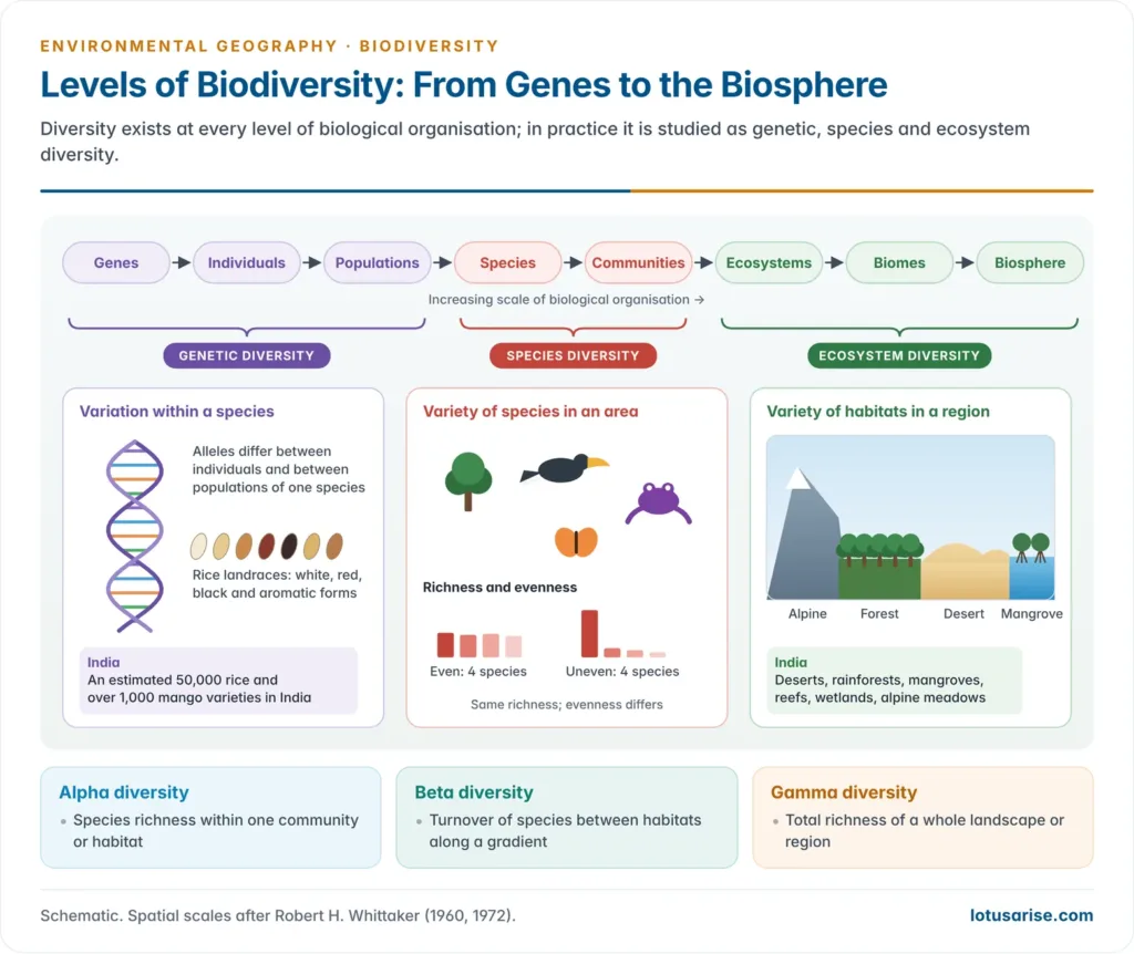 Hierarchy of life from genes and individuals through populations, species and communities to ecosystems, biomes and the biosphere, grouped into the three levels of genetic, species and ecosystem diversity with Indian examples