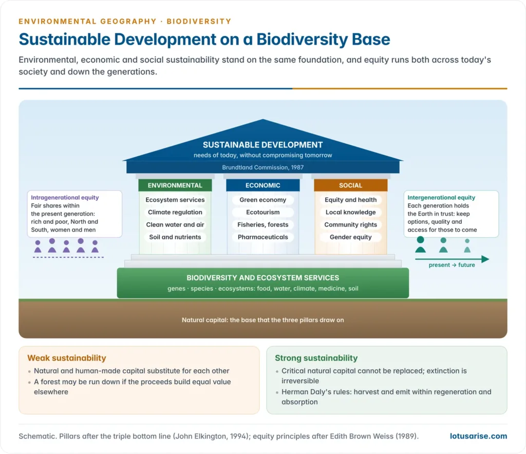 Sustainable development drawn as a building whose three pillars, environmental, economic and social, stand on a foundation of biodiversity and ecosystem services, with arrows for intergenerational and intragenerational equity