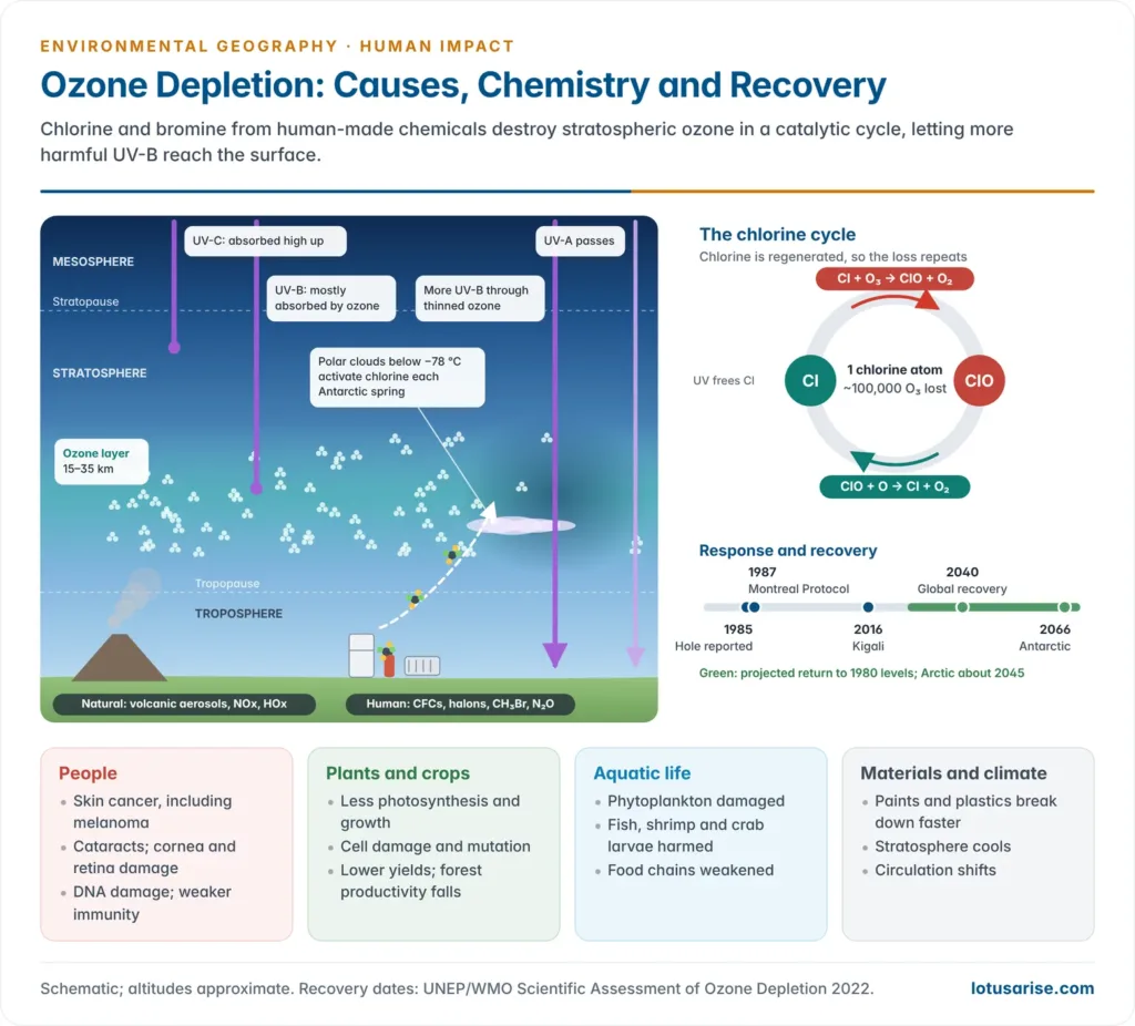 Atmospheric cross-section showing CFCs rising to the stratospheric ozone layer, ultraviolet light releasing chlorine that destroys ozone in a catalytic cycle, more UV-B reaching the surface, and panels of natural and human causes and of effects on people, plants, aquatic life and materials