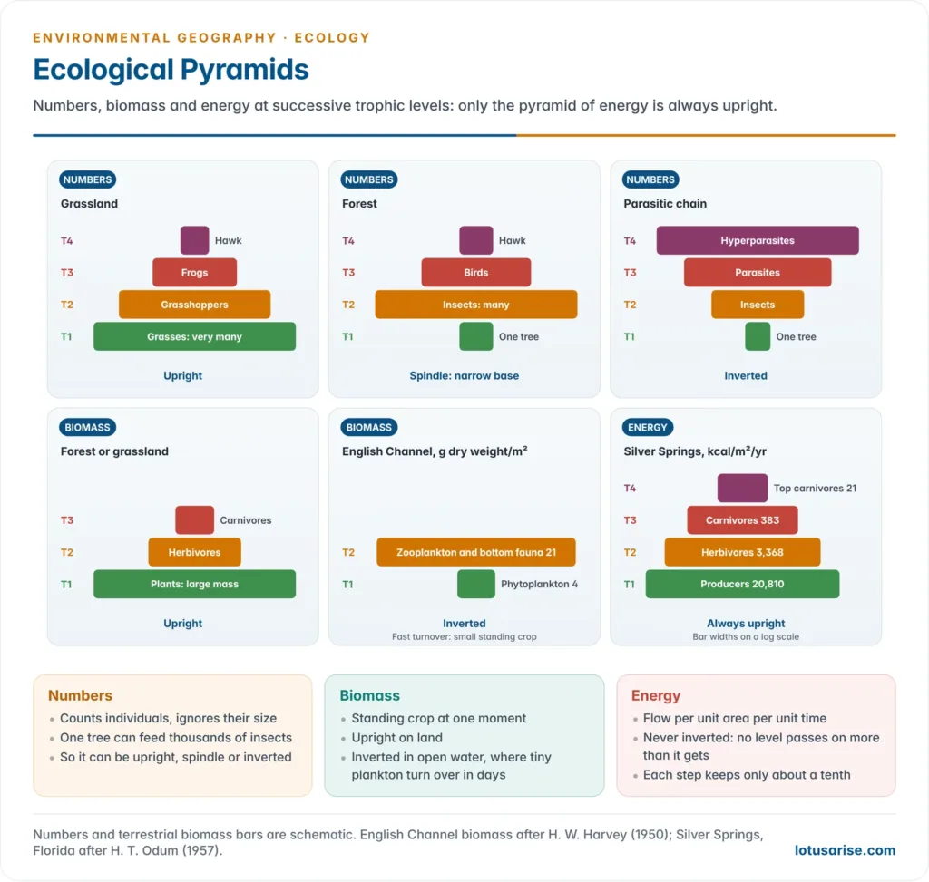 Six ecological pyramids: an upright, a spindle-shaped and an inverted pyramid of numbers, an upright terrestrial and an inverted marine pyramid of biomass, and the always-upright pyramid of energy with Silver Springs values