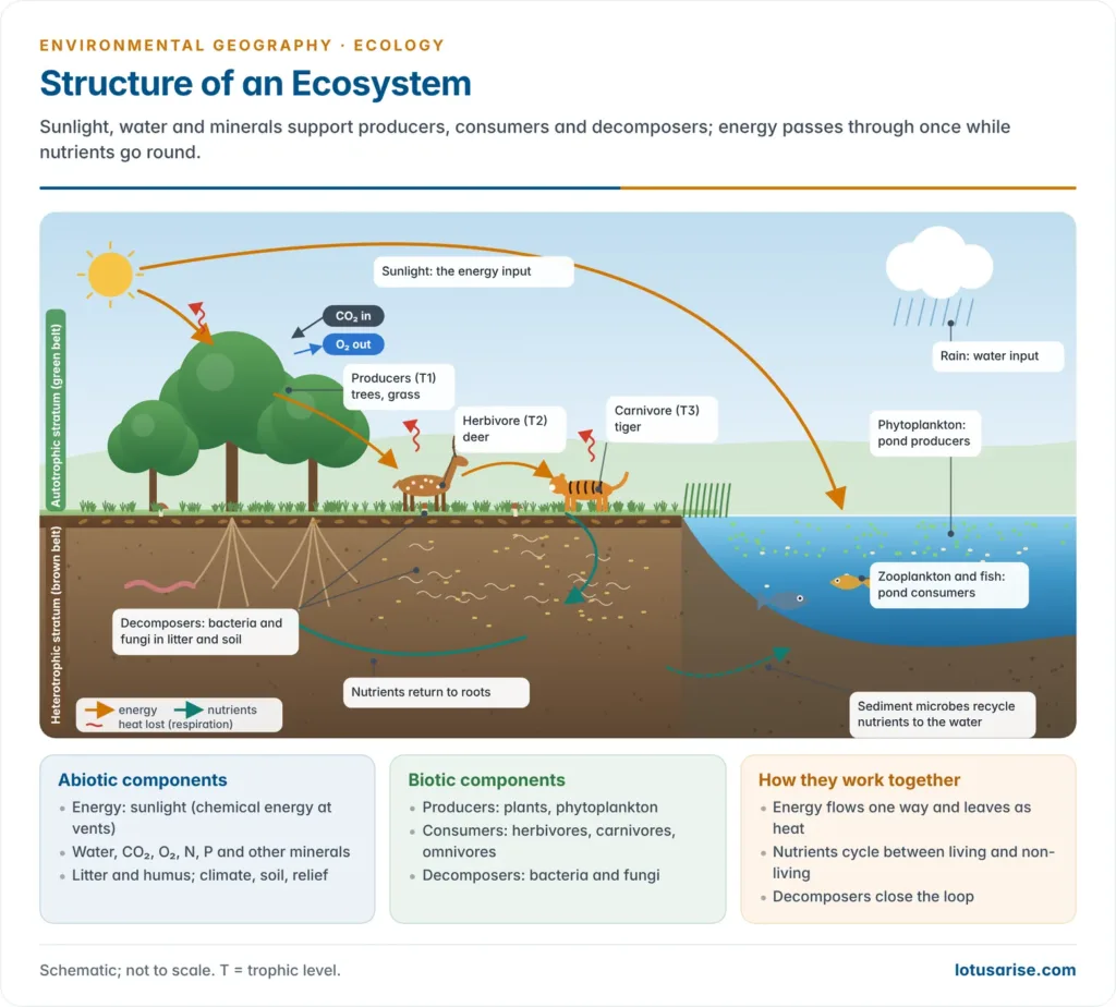 Cross-section of a pond and grassland ecosystem showing sunlight and abiotic factors, producers, herbivores, carnivores and decomposers, with one-way energy arrows ending as heat and a closed loop of nutrients returning to soil and water