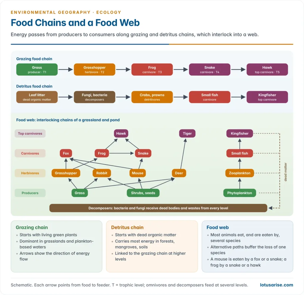 Grazing food chain and detritus food chain drawn side by side, and a food web of a grassland and pond in which producers, herbivores, carnivores and decomposers are linked by many arrows showing who eats whom