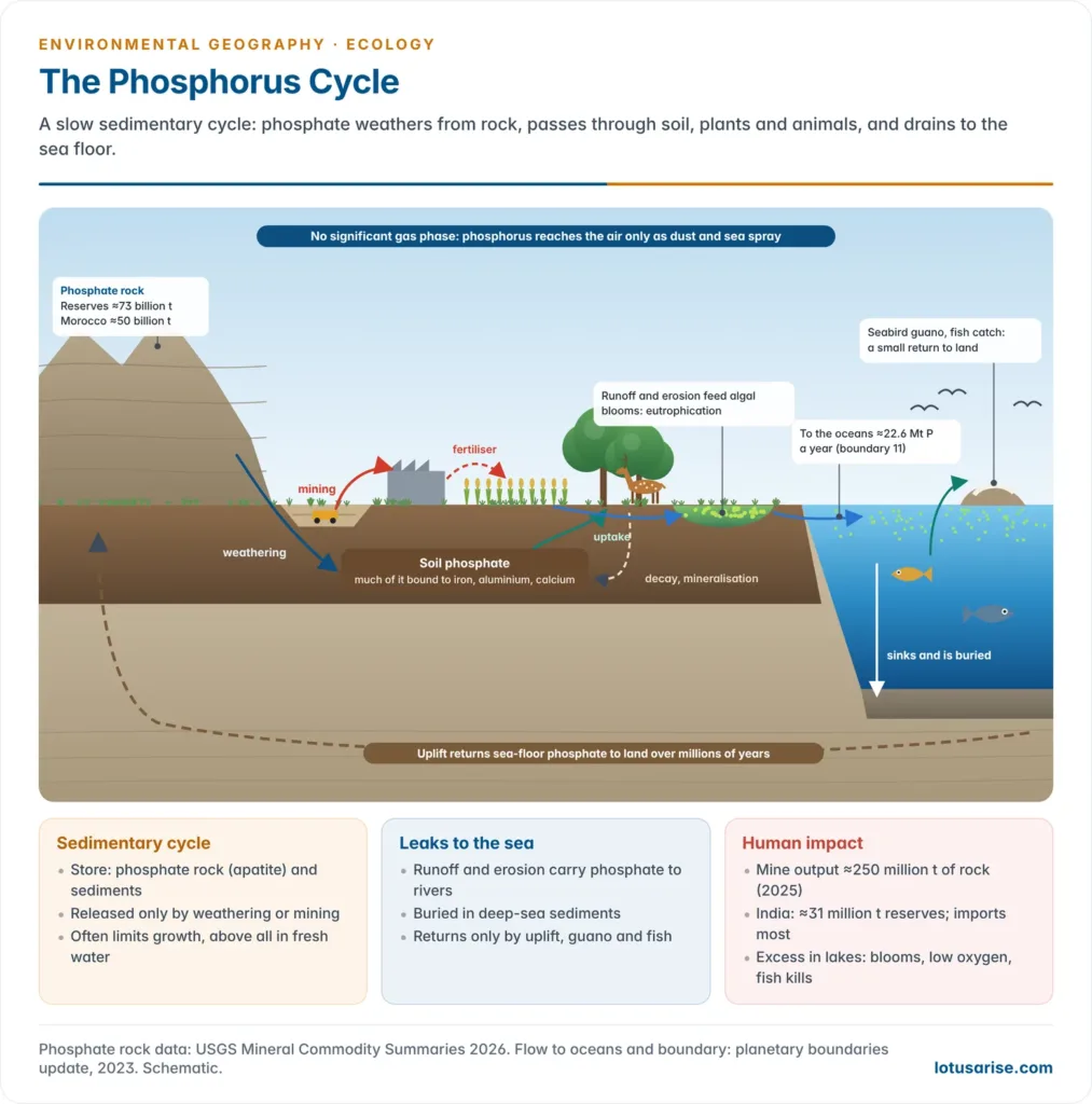 Sedimentary phosphorus cycle from phosphate rock through weathering, soil, plants and animals and decomposition, with runoff to rivers and the sea, burial in ocean sediments, return by uplift over geological time, and human mining, fertiliser use and eutrophication