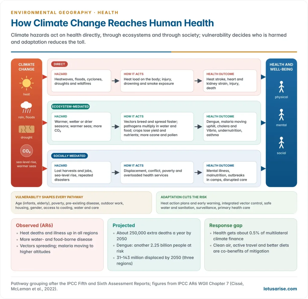 Flow diagram of climate change and health pathways after the IPCC Sixth Assessment Report: climate hazards lead through direct, ecosystem-mediated and socially mediated pathways to health outcomes, with vulnerability factors and adaptation responses shown below