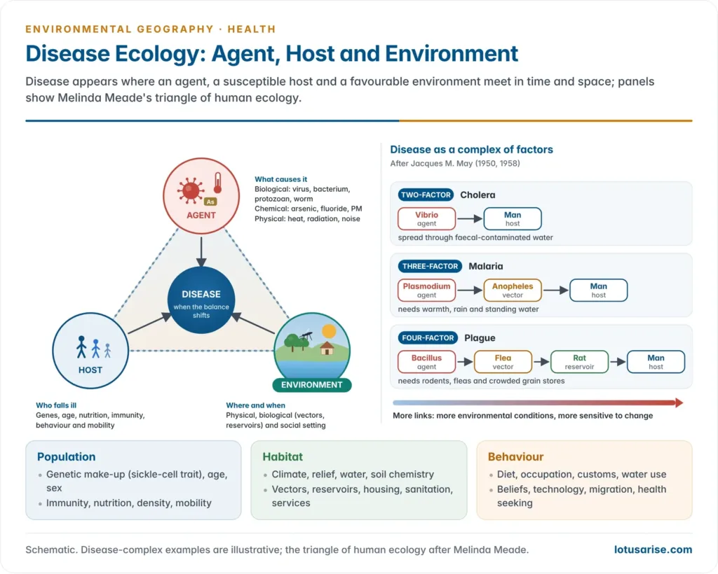 Disease ecology framework showing the agent, host and environment triad at the centre, surrounded by Meade's triangle of population, habitat and behaviour and Jacques May's two-, three- and four-factor disease complexes with examples
