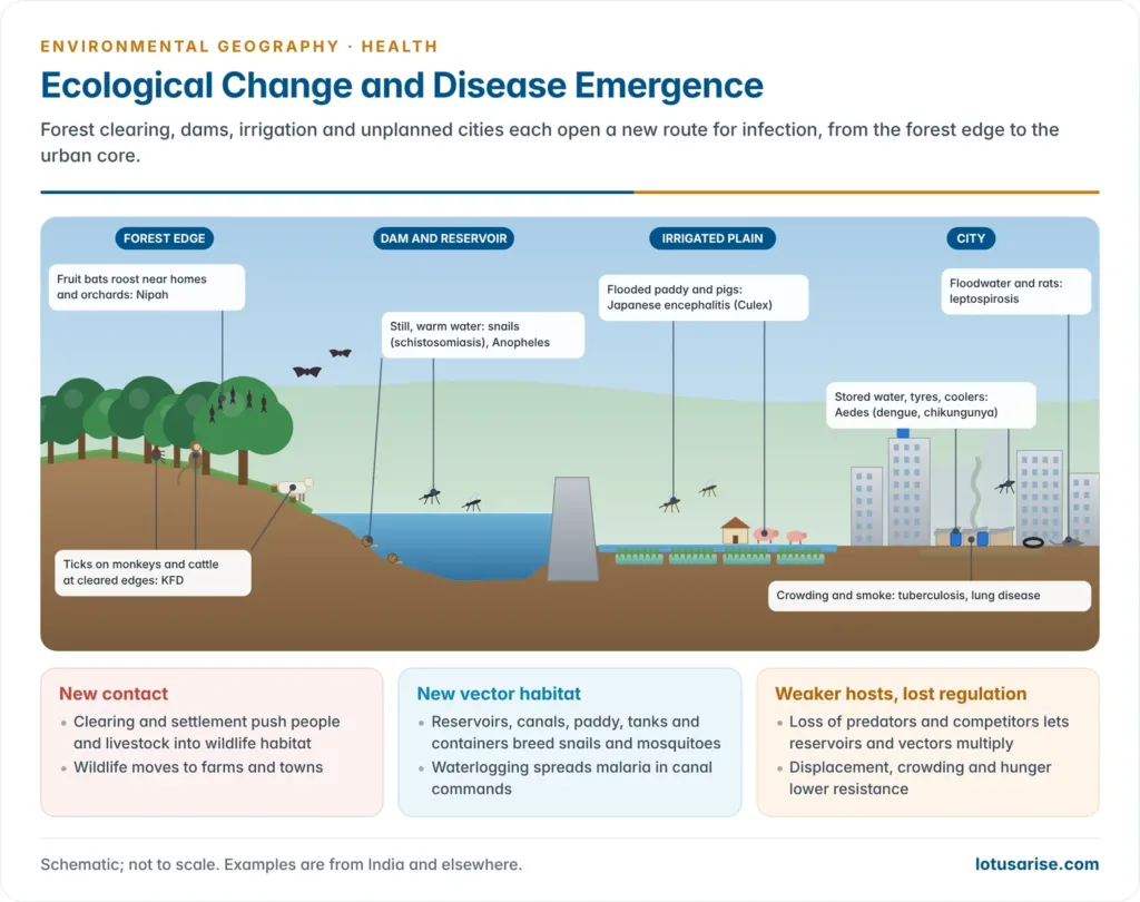 Landscape cross-section from forest to city showing how ecological change brings disease: a forest edge with fruit bats and ticks causing Nipah and Kyasanur Forest disease, a dam reservoir with snails and mosquitoes, irrigated paddy with Japanese encephalitis, and a crowded city with dengue in water containers and leptospirosis after floods