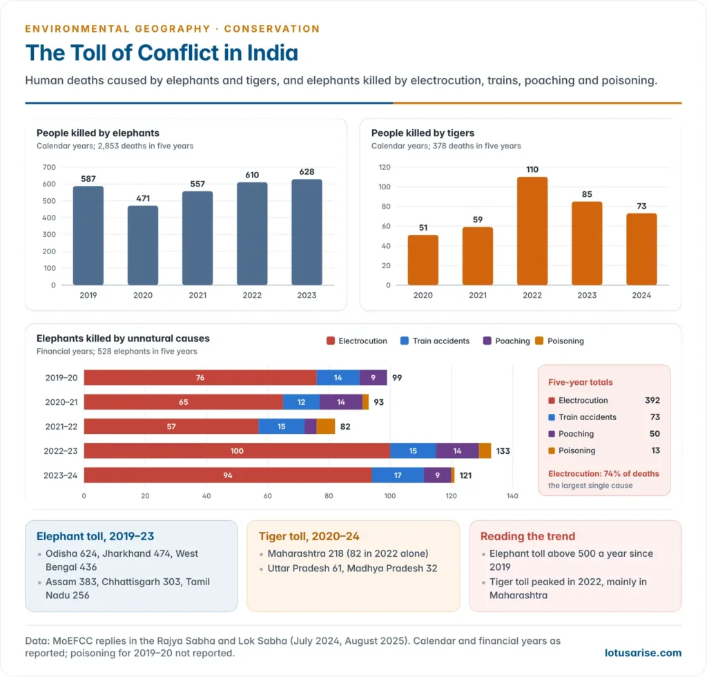 Bar charts of human deaths caused by elephants in India from 2019 to 2023 and by tigers from 2020 to 2024, with the leading states and a breakdown of elephant deaths from electrocution, trains, poaching and poisoning