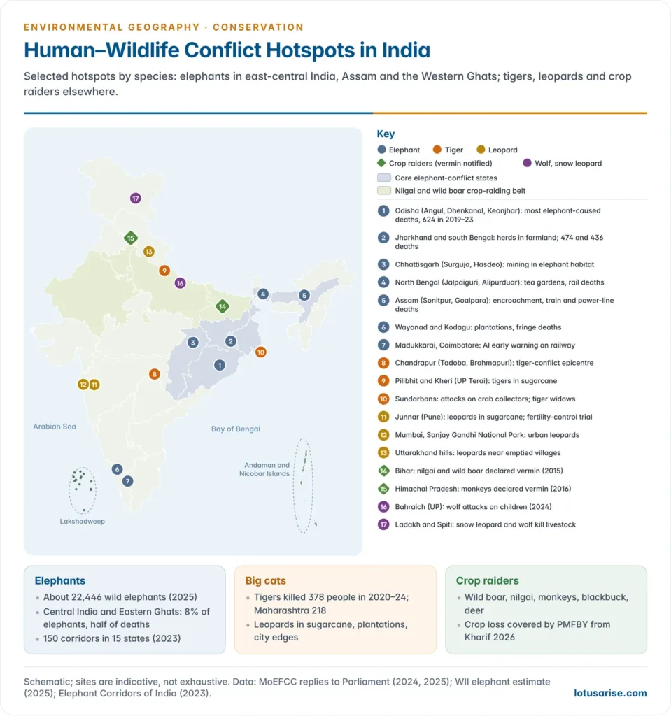 Map of India showing human–wildlife conflict hotspots by species, with elephant conflict in east-central India, Assam and the Western Ghats, tiger conflict in Chandrapur, the Terai and the Sundarbans, leopard conflict in Junnar and Mumbai, and crop-raiding belts of nilgai, wild boar and monkeys