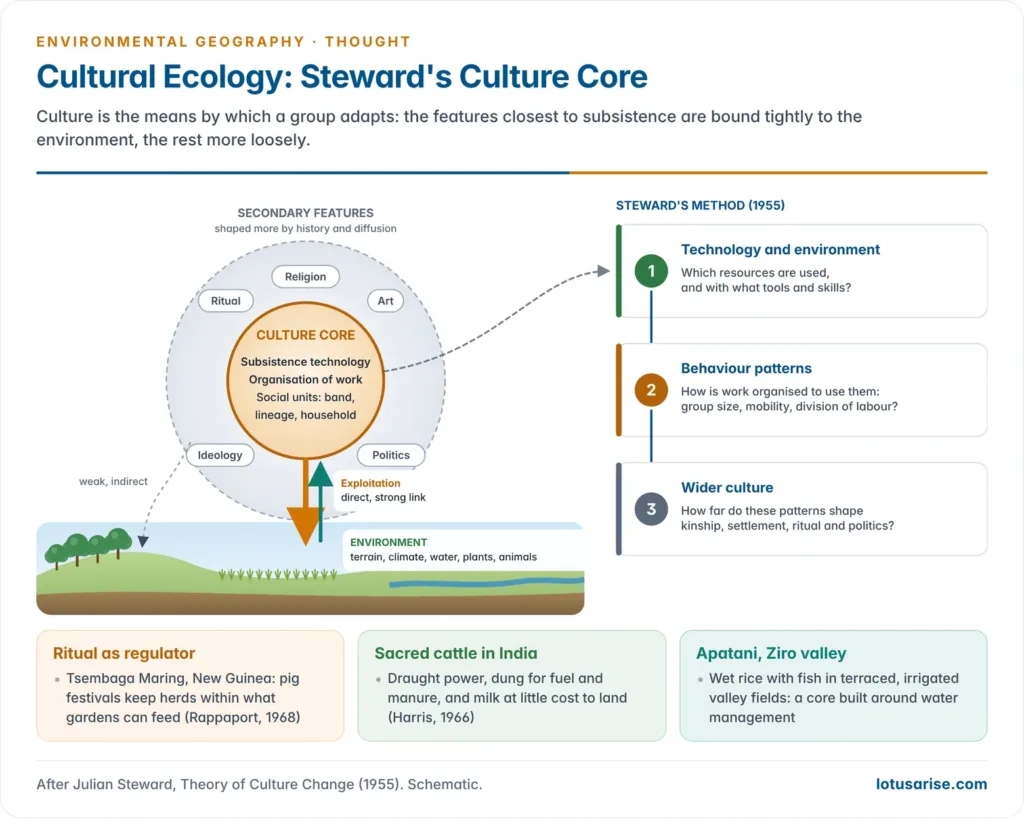Concentric diagram of Julian Steward's cultural ecology, with the environment as the outer setting, the culture core of subsistence technology, work organisation and social units at the centre, secondary features such as ritual and art outside it, and the three steps of his method alongside