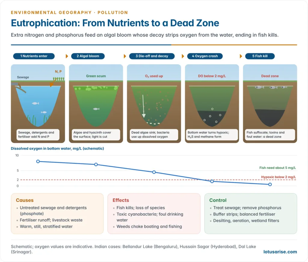 Five lake cross-sections in sequence showing nutrient inflow from sewage and farms, a surface algal bloom, dead algae sinking and decomposing, oxygen falling to hypoxic levels near the bottom, and a fish kill in a dead zone