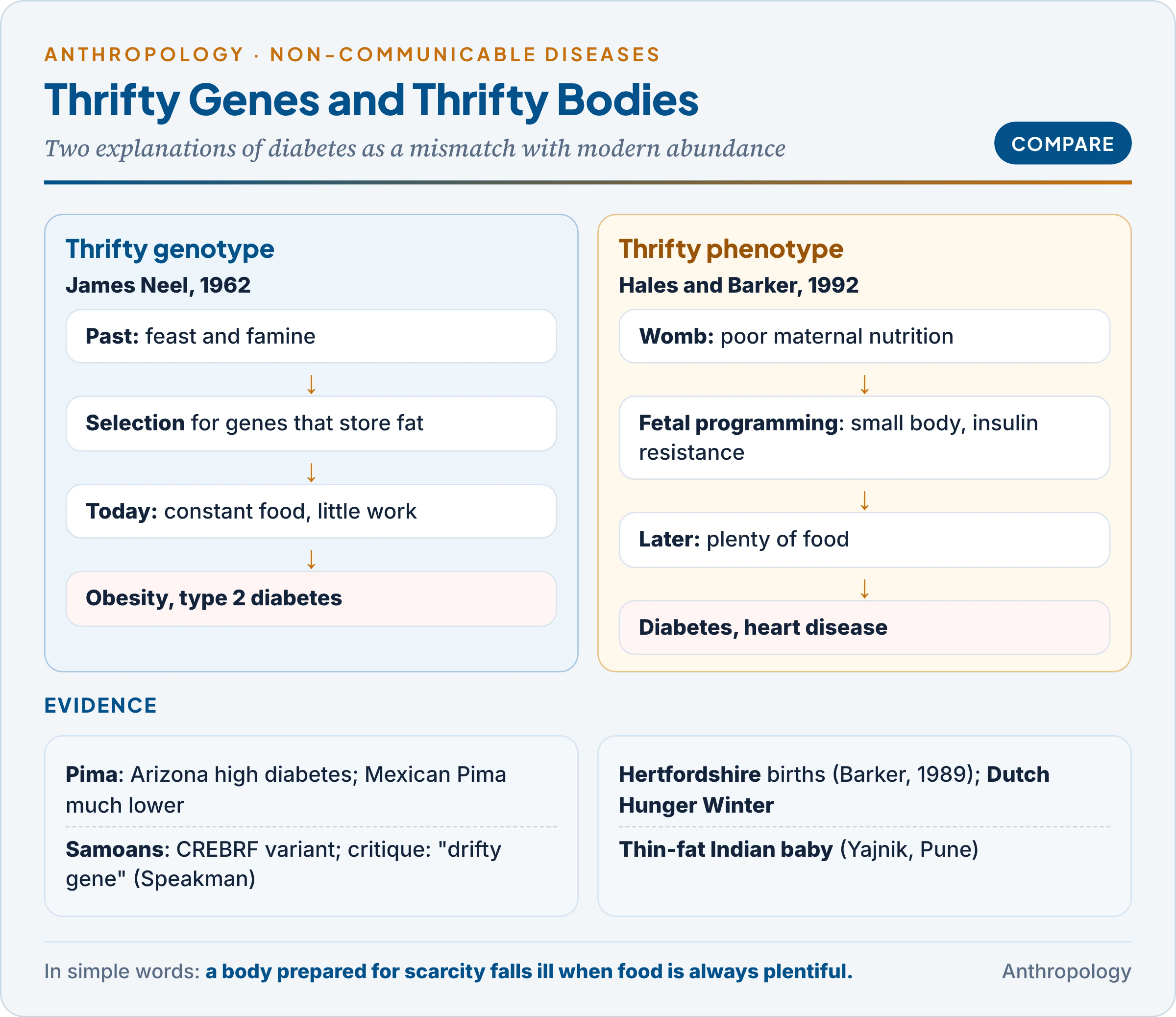 Thrifty genotype and thrifty phenotype: feast-and-famine selection versus fetal programming, the mismatch with modern abundance, and examples from the Pima, Samoans, the Dutch Hunger Winter and the thin-fat Indian baby