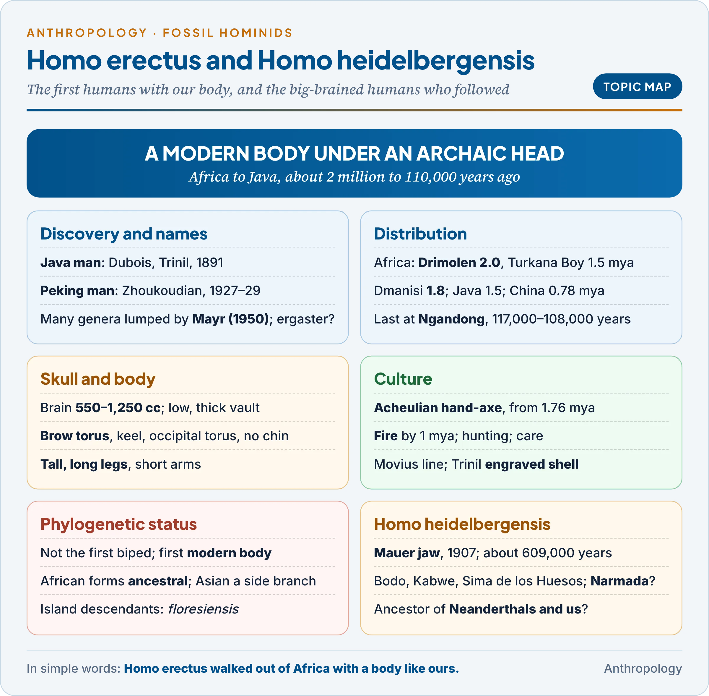 Topic map: Homo erectus in Africa, Java and China, its body and skull, its Acheulian culture and fire, its place in the family tree, and Homo heidelbergensis
