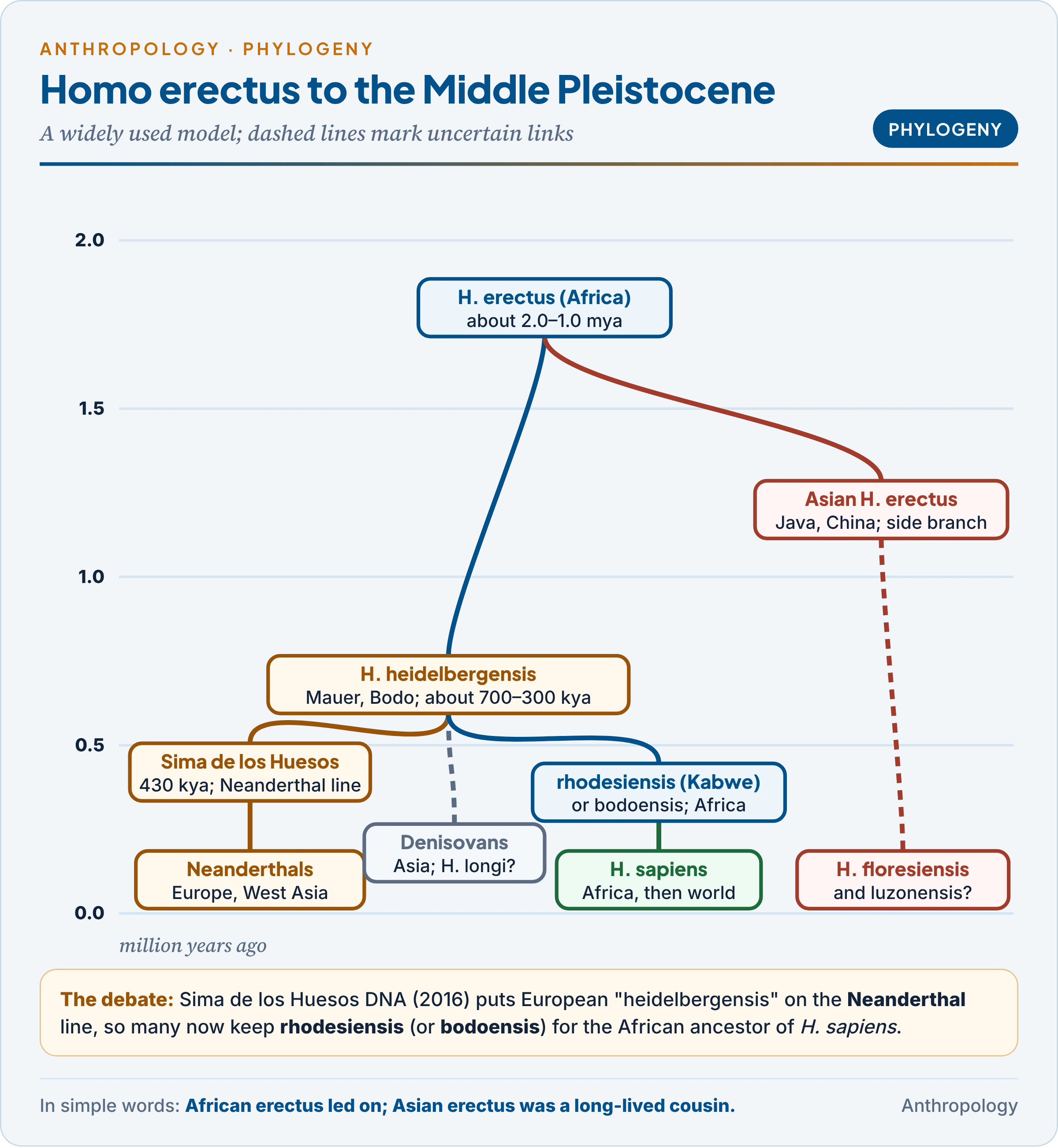 Homo erectus and the Middle Pleistocene: African erectus leading through heidelbergensis to Neanderthals, Denisovans and modern humans, with Asian erectus and island descendants as side branches