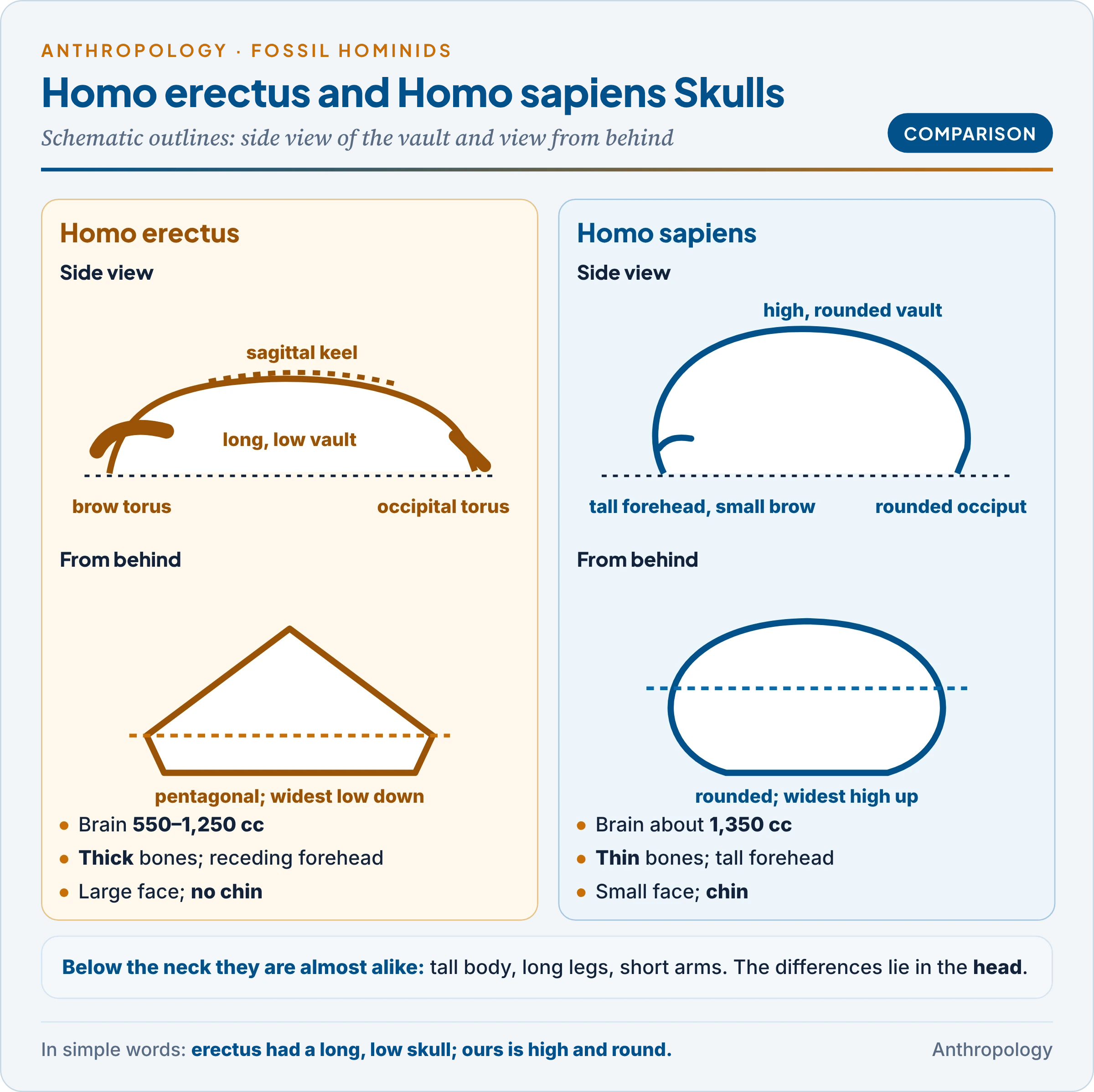 Homo erectus and Homo sapiens skulls compared: long low vault, brow torus, keel and pentagonal rear view against a high rounded vault with forehead and chin
