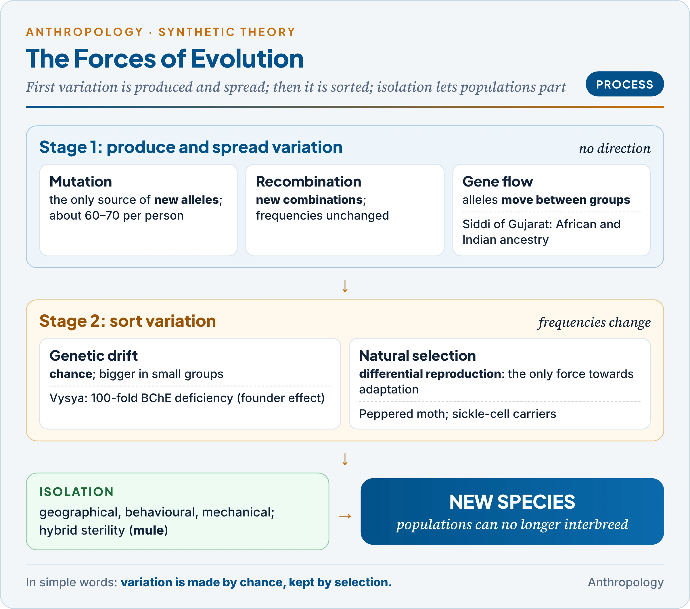 The forces of evolution in two stages: mutation, recombination and gene flow produce variation; drift and selection sort it; isolation leads to speciation