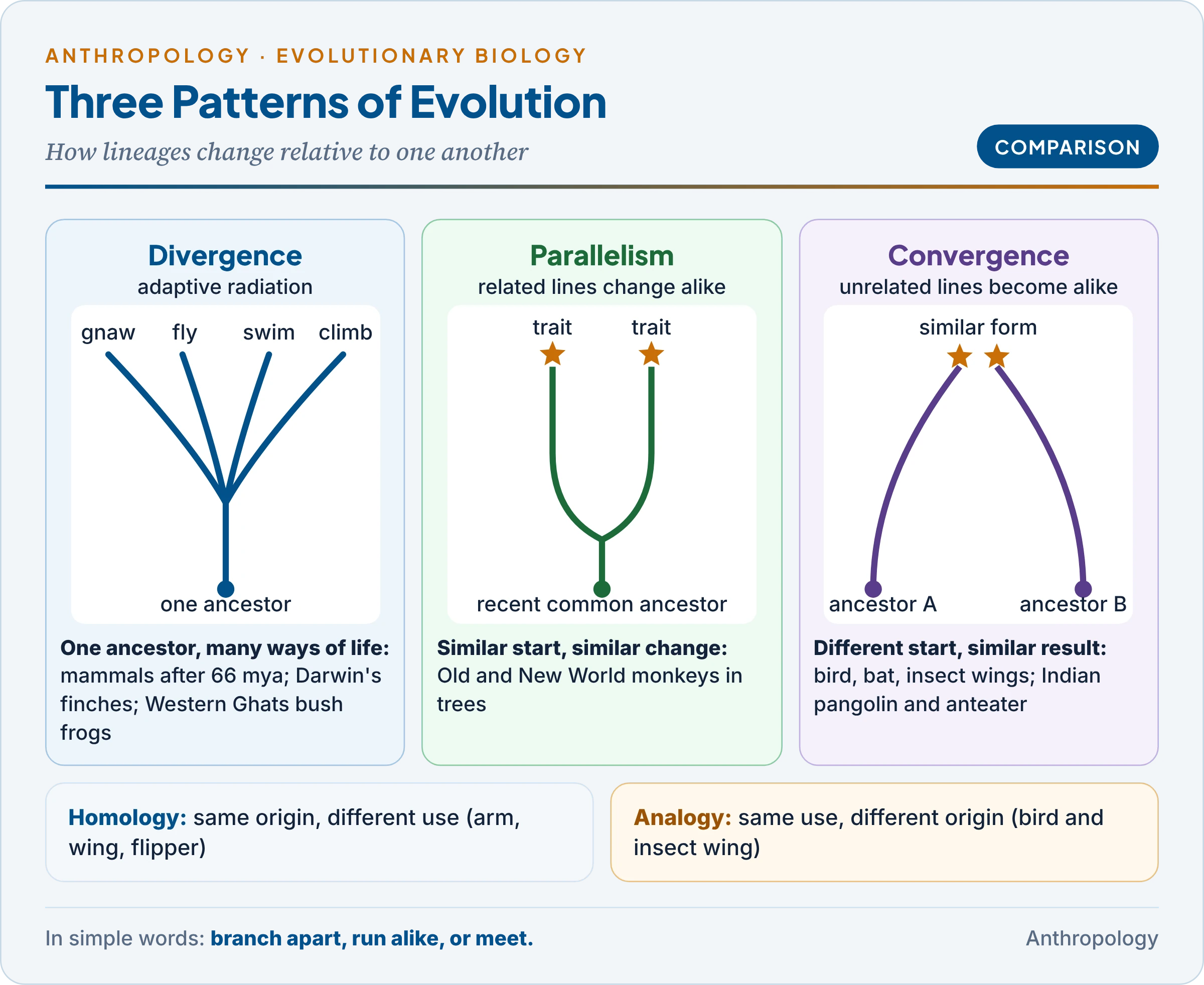 Three patterns of evolution: divergence and adaptive radiation, parallelism and convergence, with examples