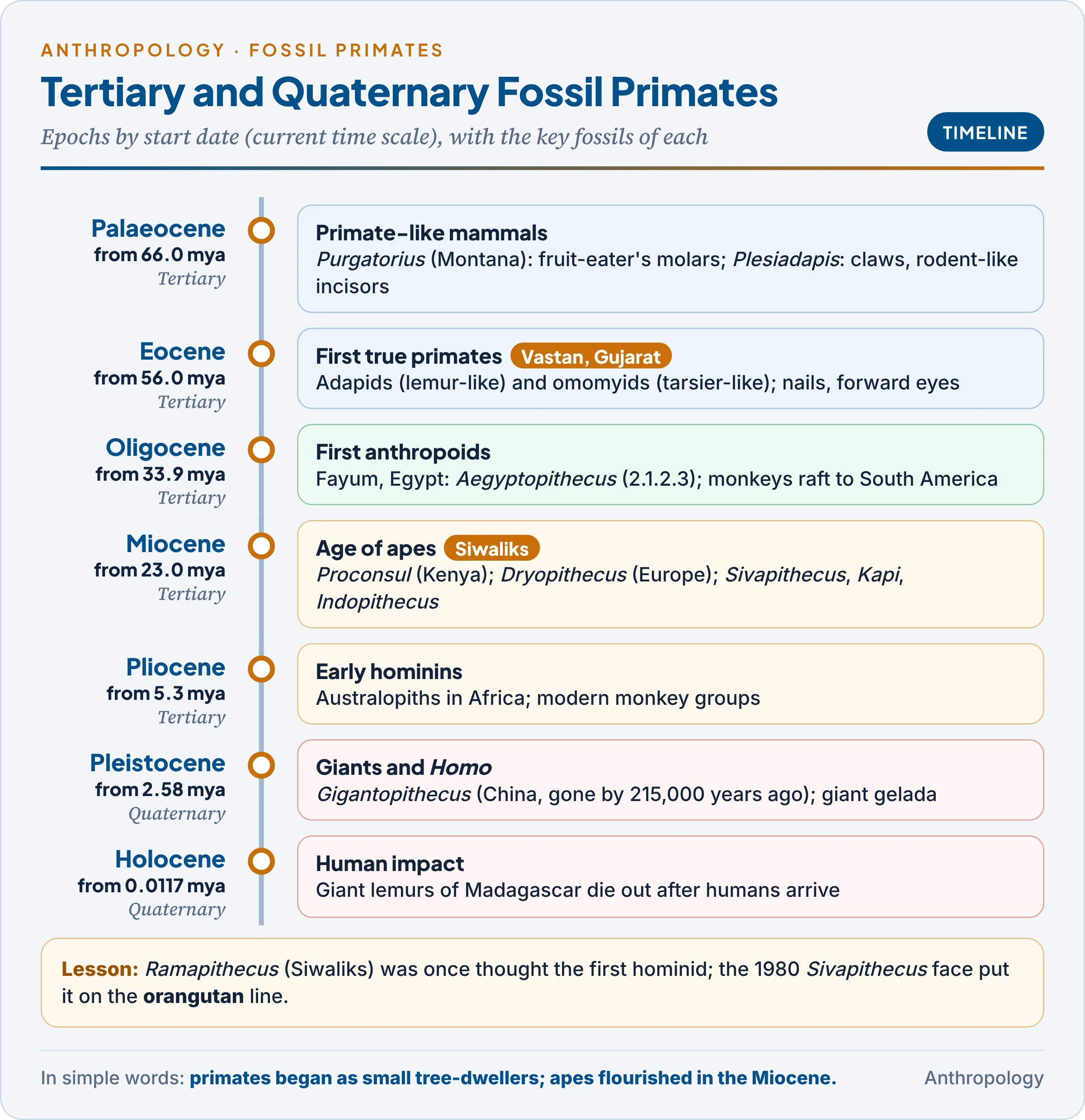 Vertical timeline of Tertiary and Quaternary fossil primates from Purgatorius to Gigantopithecus, with the Siwalik and Vastan finds marked