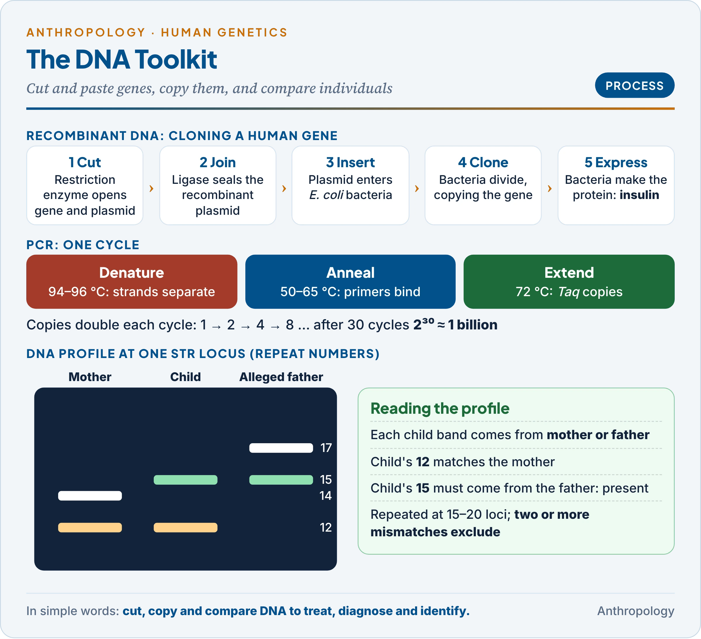 DNA technology toolkit: recombinant DNA cloning in five steps, the three-step PCR cycle with doubling of copies, and a DNA profile used to resolve parentage