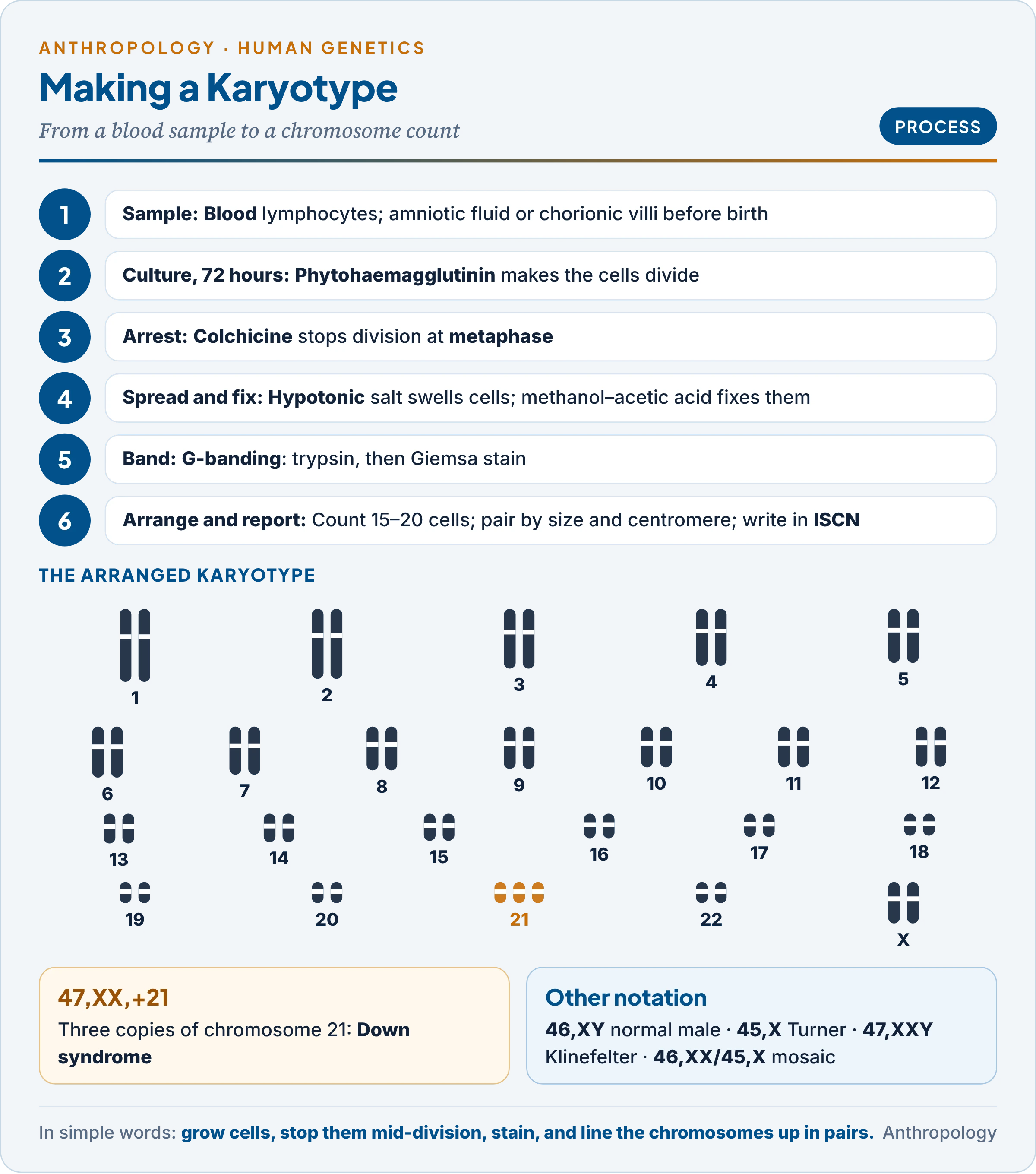 Karyotype analysis step by step: blood sample, culture with phytohaemagglutinin, colchicine arrest, hypotonic treatment and fixation, G-banding, and the arranged karyotype with ISCN notation
