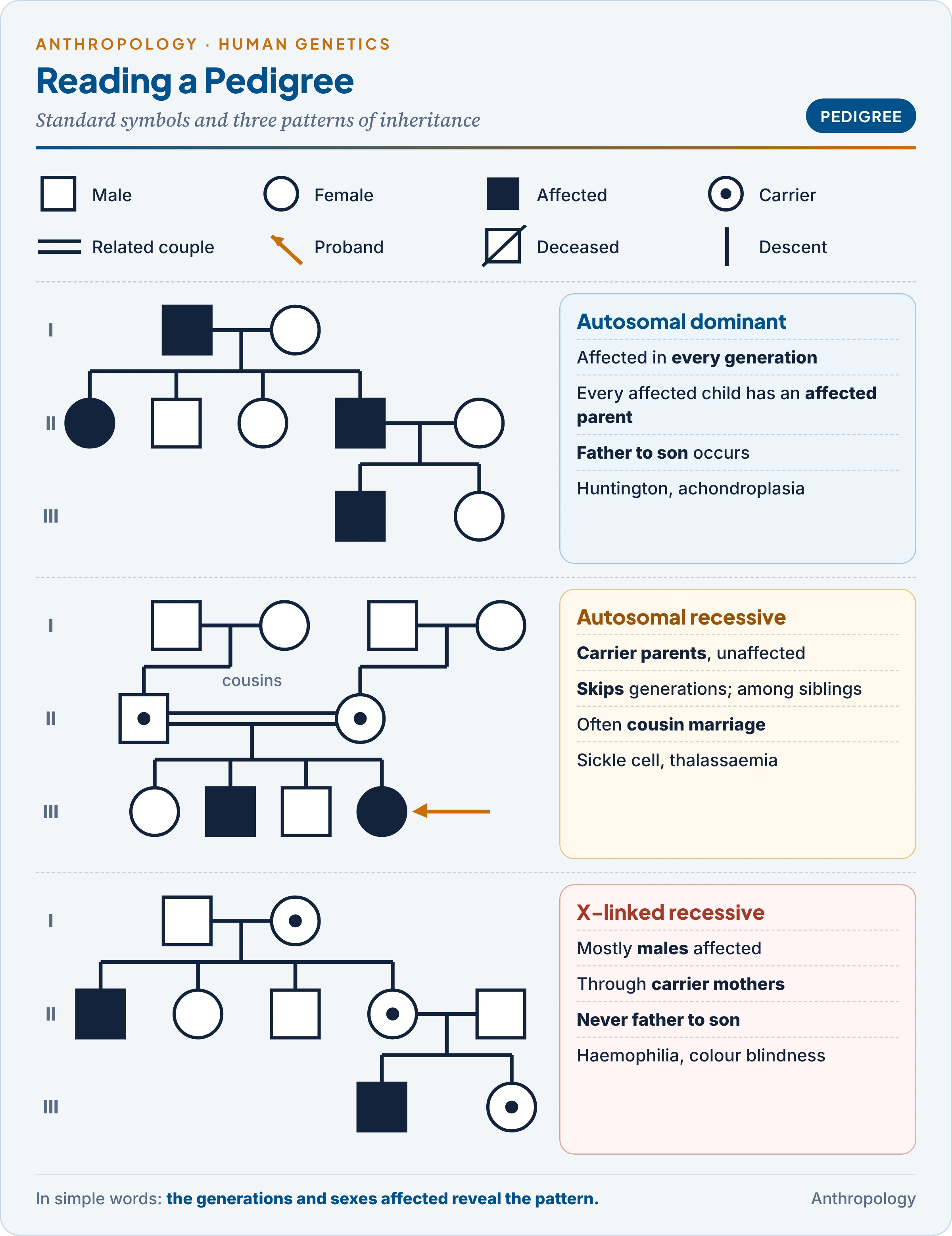 Pedigree analysis: standard symbols, and sample pedigrees for autosomal dominant, autosomal recessive (with a consanguineous marriage) and X-linked recessive inheritance