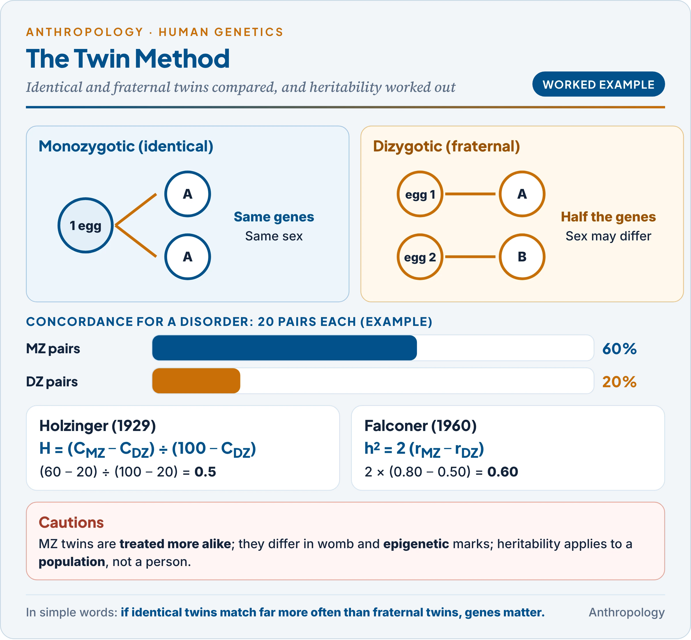The twin method: how MZ and DZ twins form, concordance compared, and a worked heritability calculation with Holzinger's and Falconer's formulas
