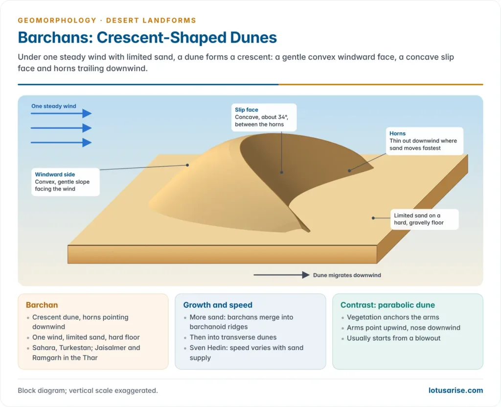 Barchans: Crescent-Shaped Dunes. Under one steady wind with limited sand, a dune forms a crescent: a gentle convex windward face, a concave slip face and horns trailing downwind.