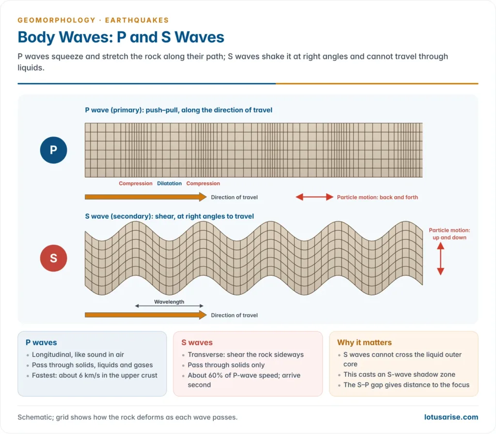 P waves compressing and stretching rock along the direction of travel, and S waves shearing rock up and down at right angles to travel
