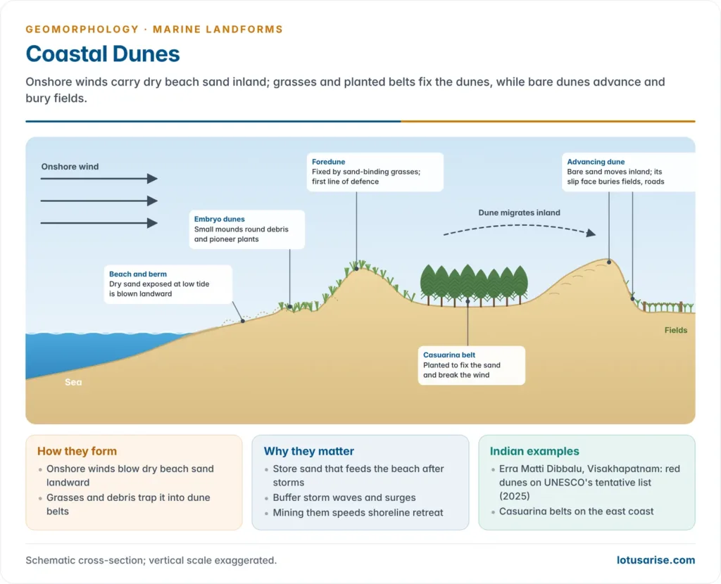 Cross-section of coastal dunes from beach and embryo dunes to a grassed foredune, casuarina belt and an advancing dune burying fields